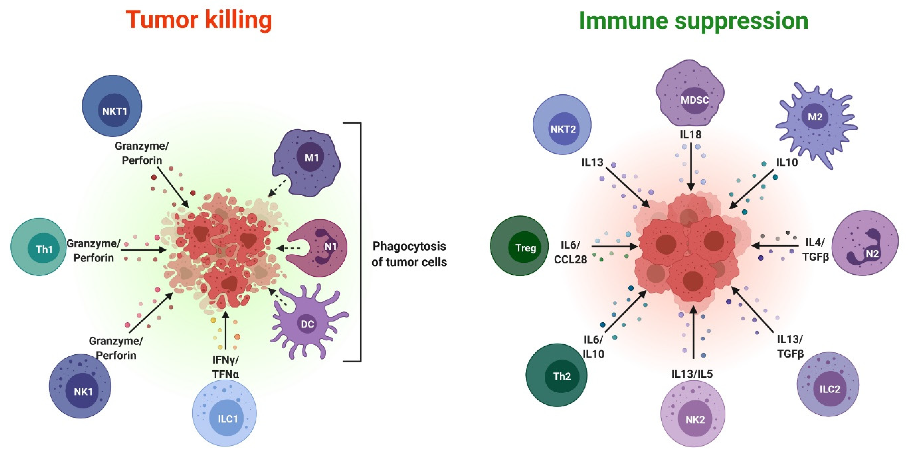 Cells 10 02533 g003 550