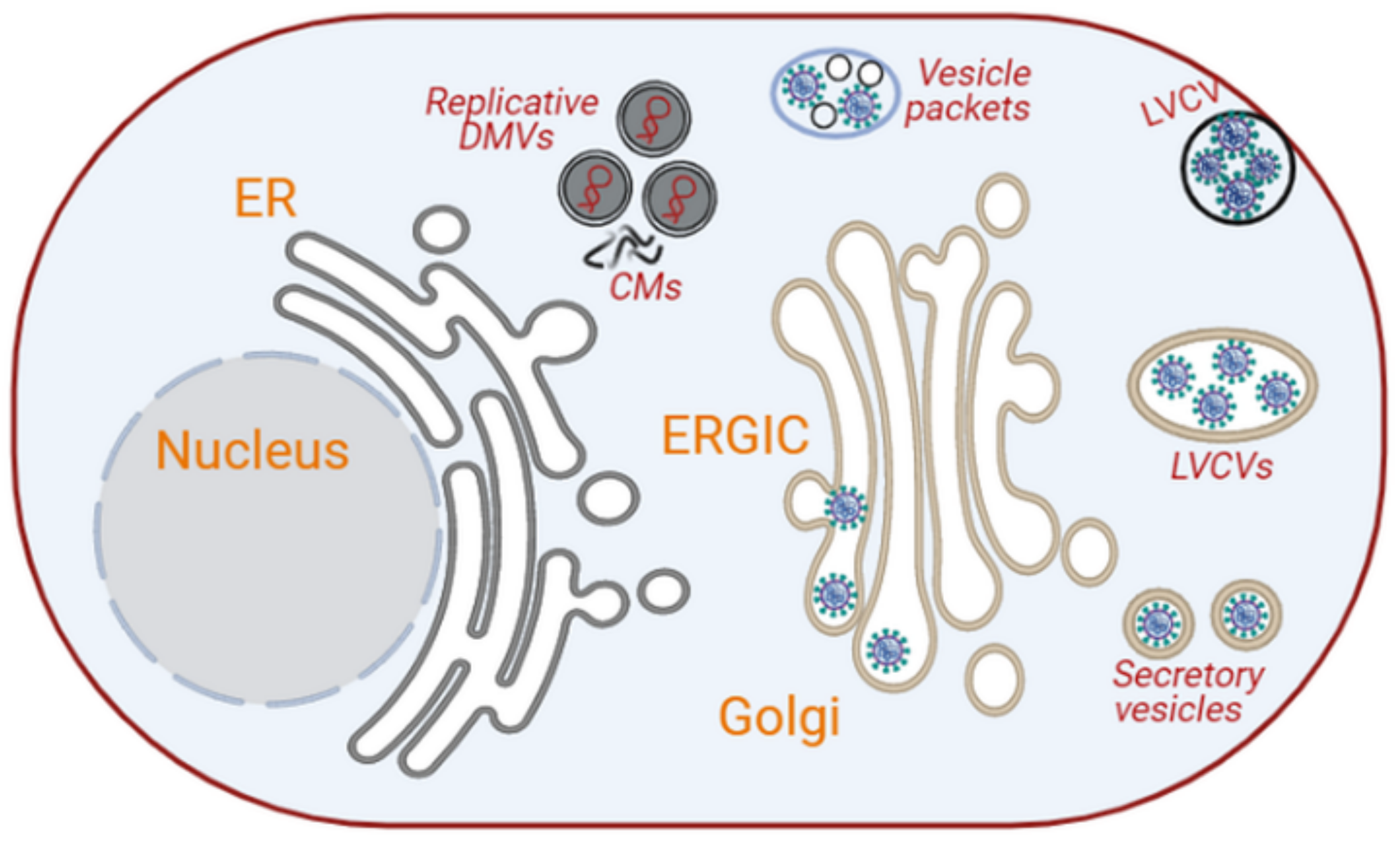 Secretory Vesicles Definition
