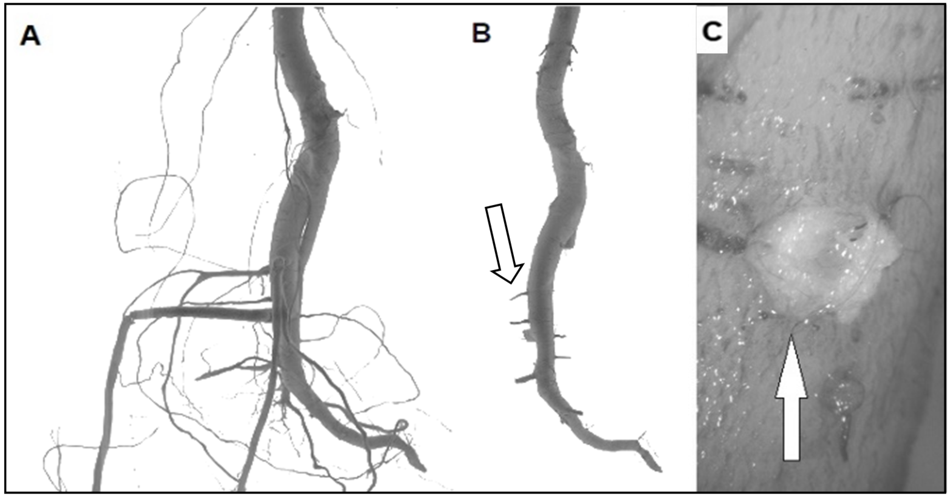 Cells 10 02544 g001 Cells 10 02544 g001