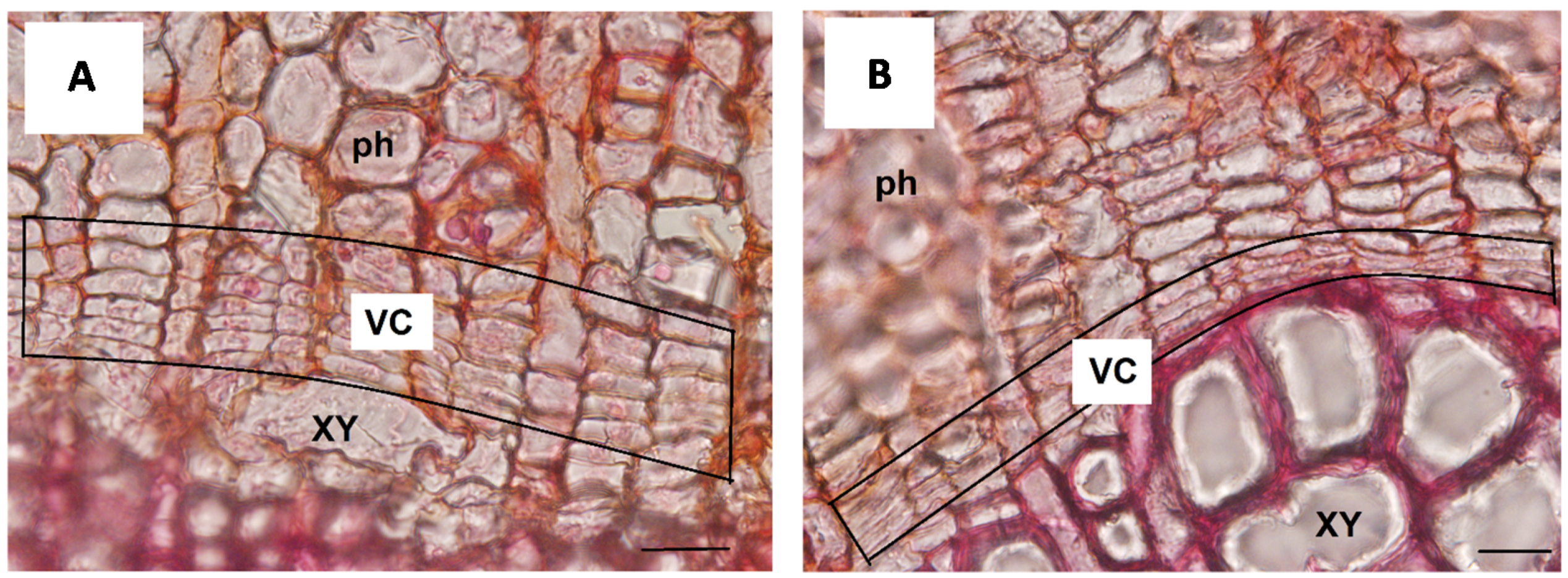 Cells 10 02544 g002 Cells 10 02544 g002