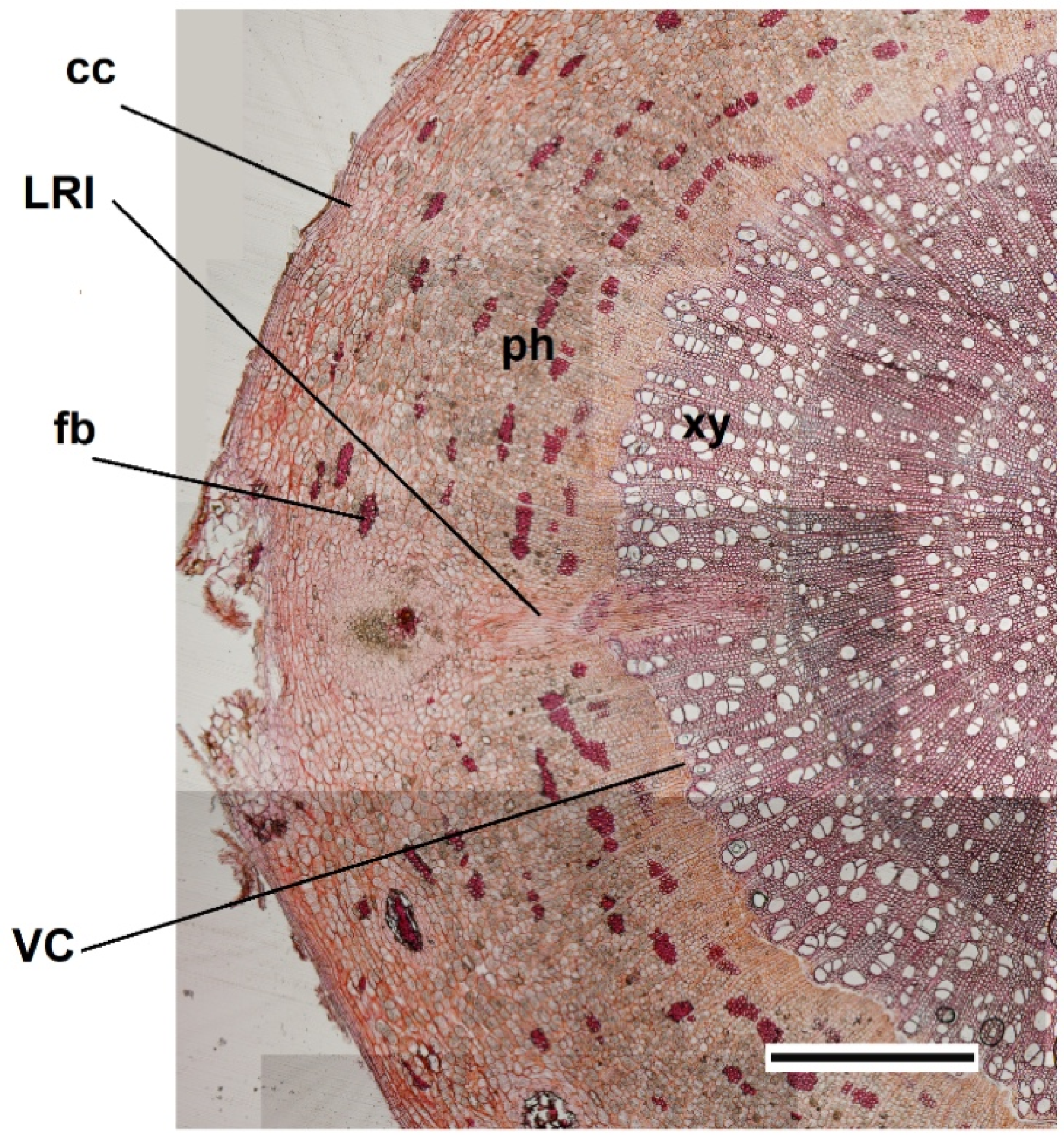 Cells 10 02544 g003 Cells 10 02544 g003