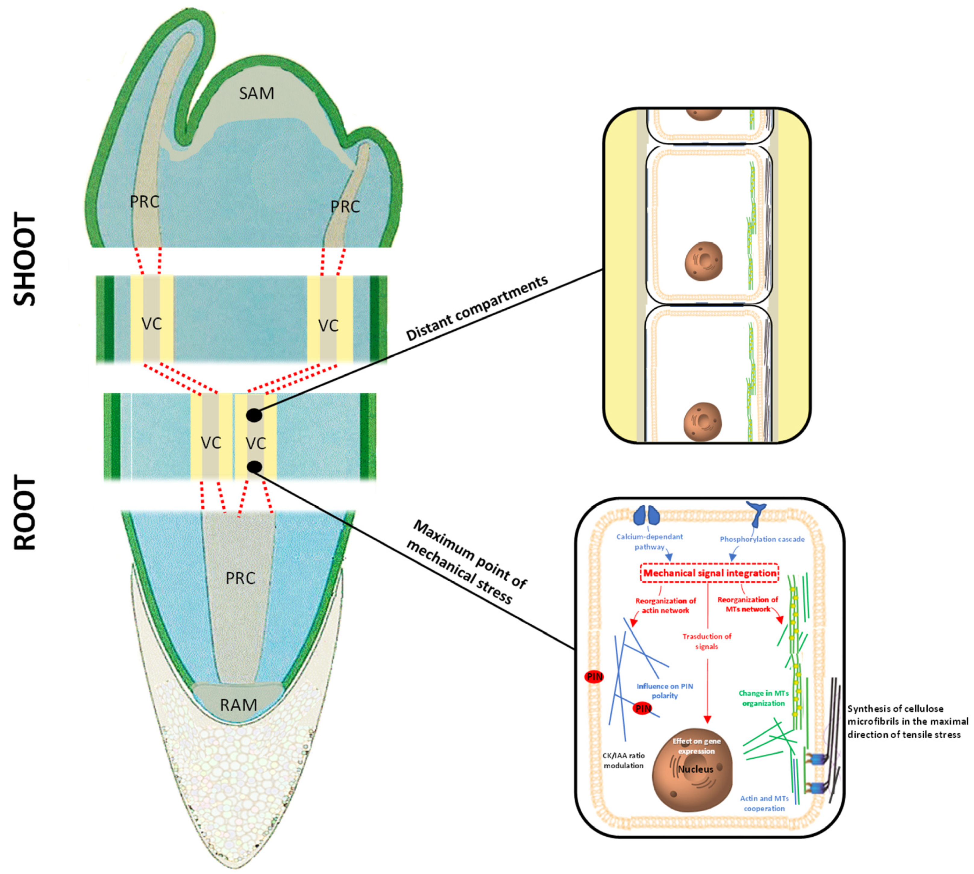 Cells 10 02544 g004 Cells 10 02544 g004