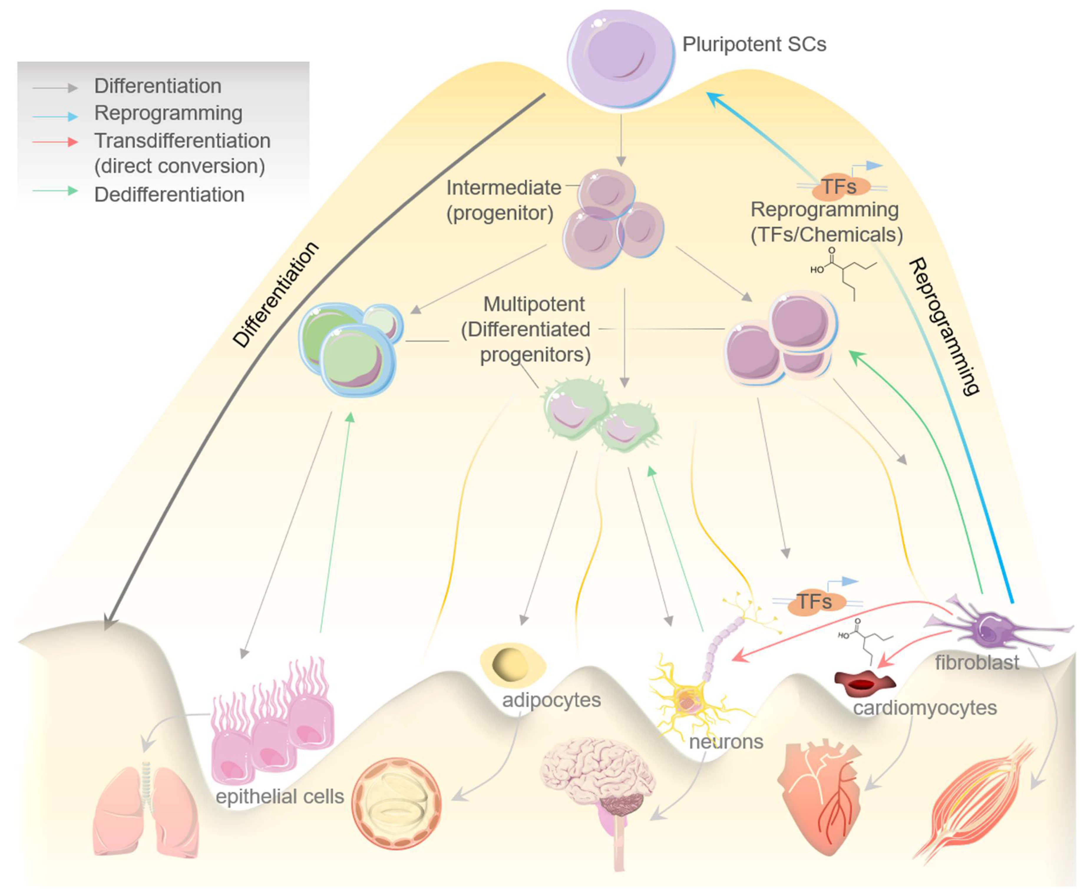 Cells 10 02558 g001 Cells 10 02558 g001