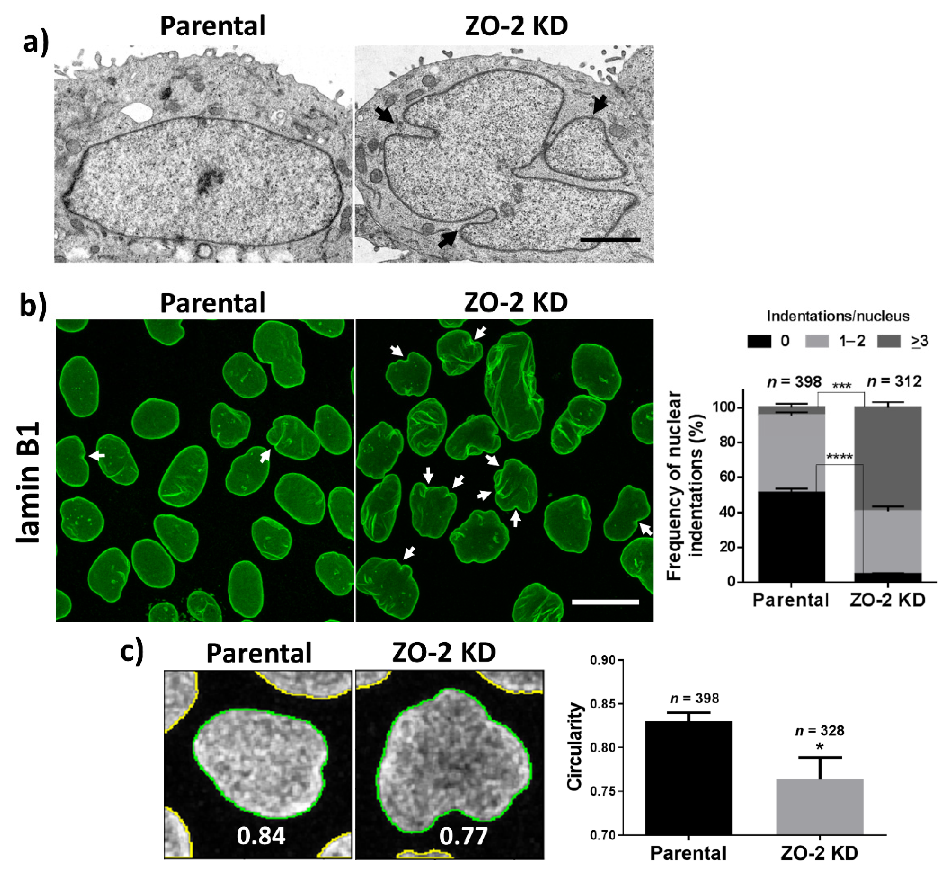 Cells 10 02568 g001