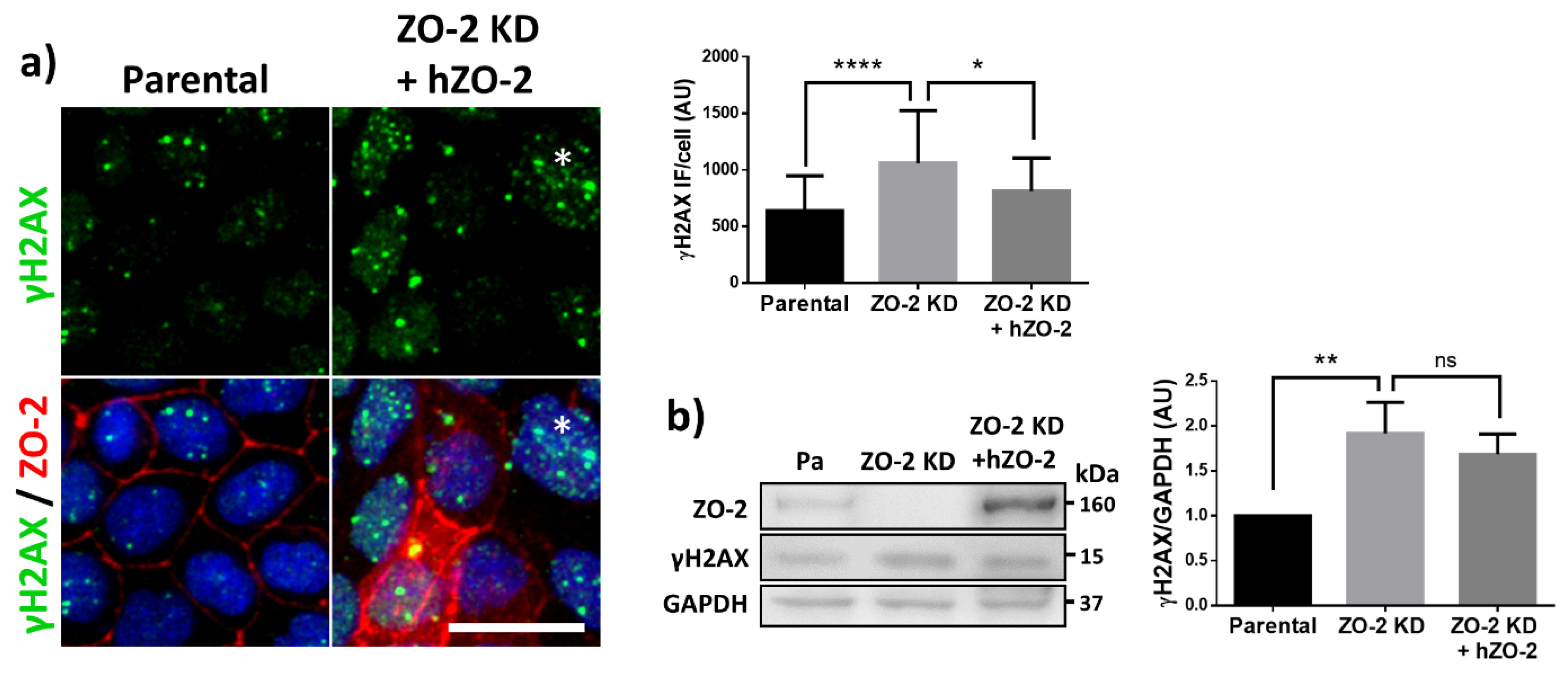 Cells 10 02568 g002
