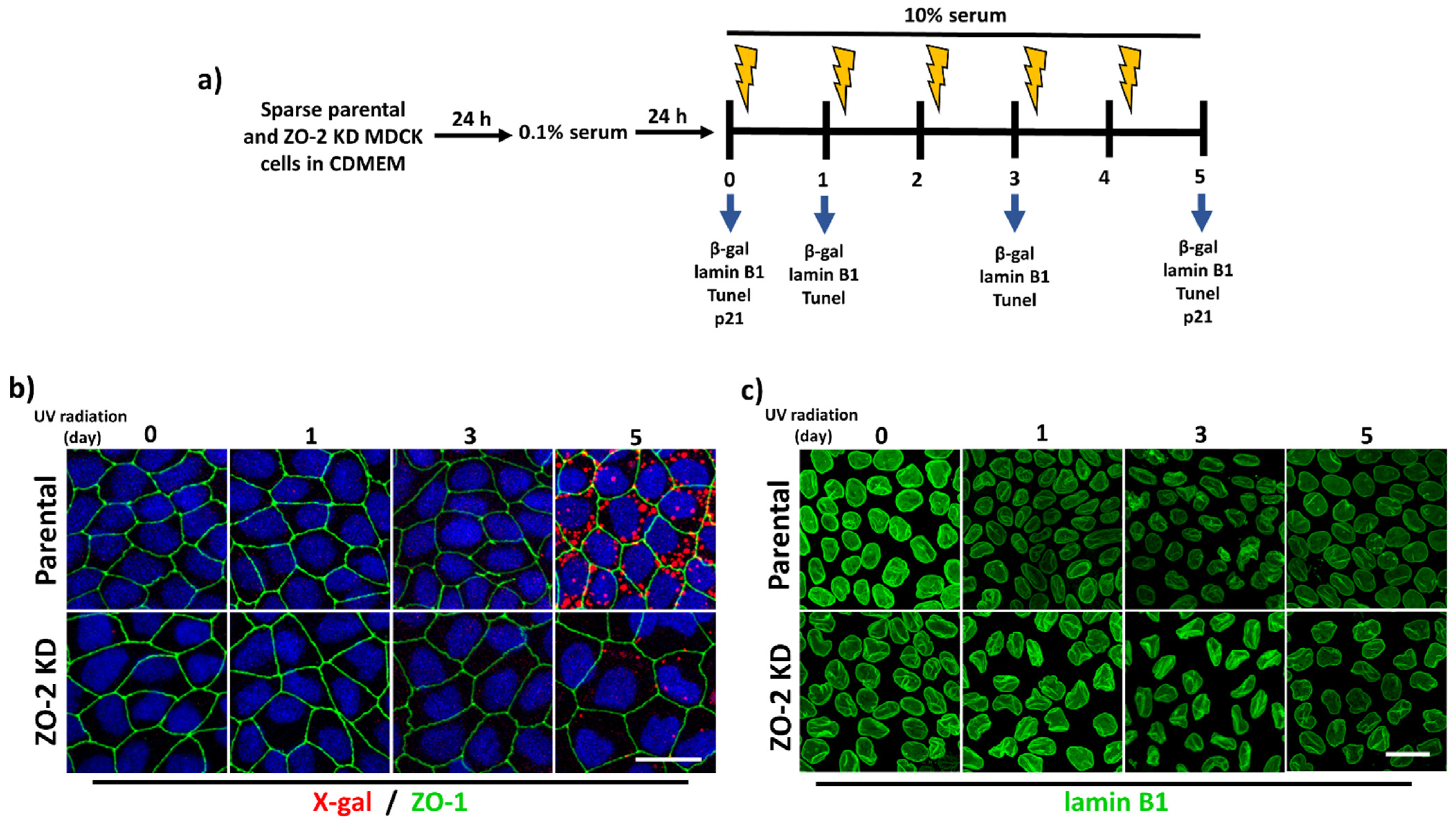 Cells 10 02568 g003a