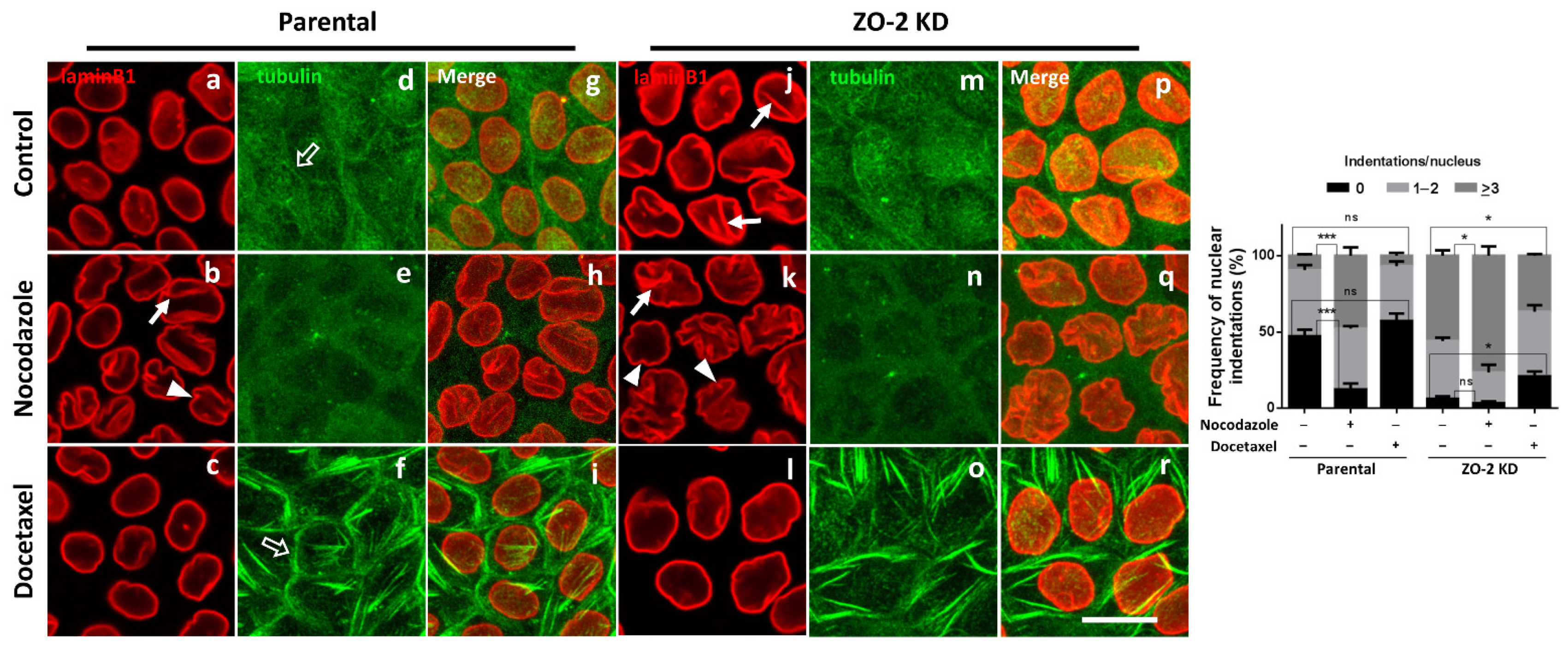 Cells 10 02568 g005