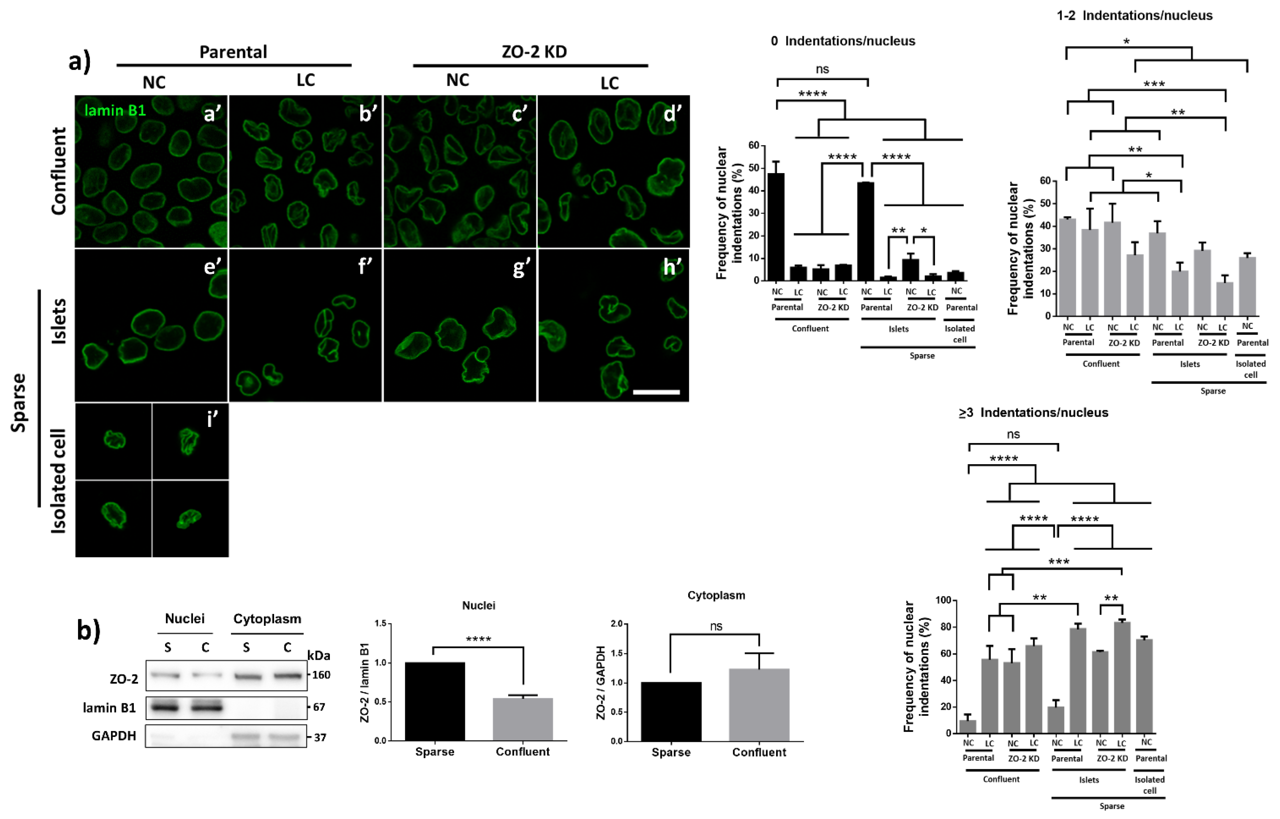 Cells 10 02568 g006