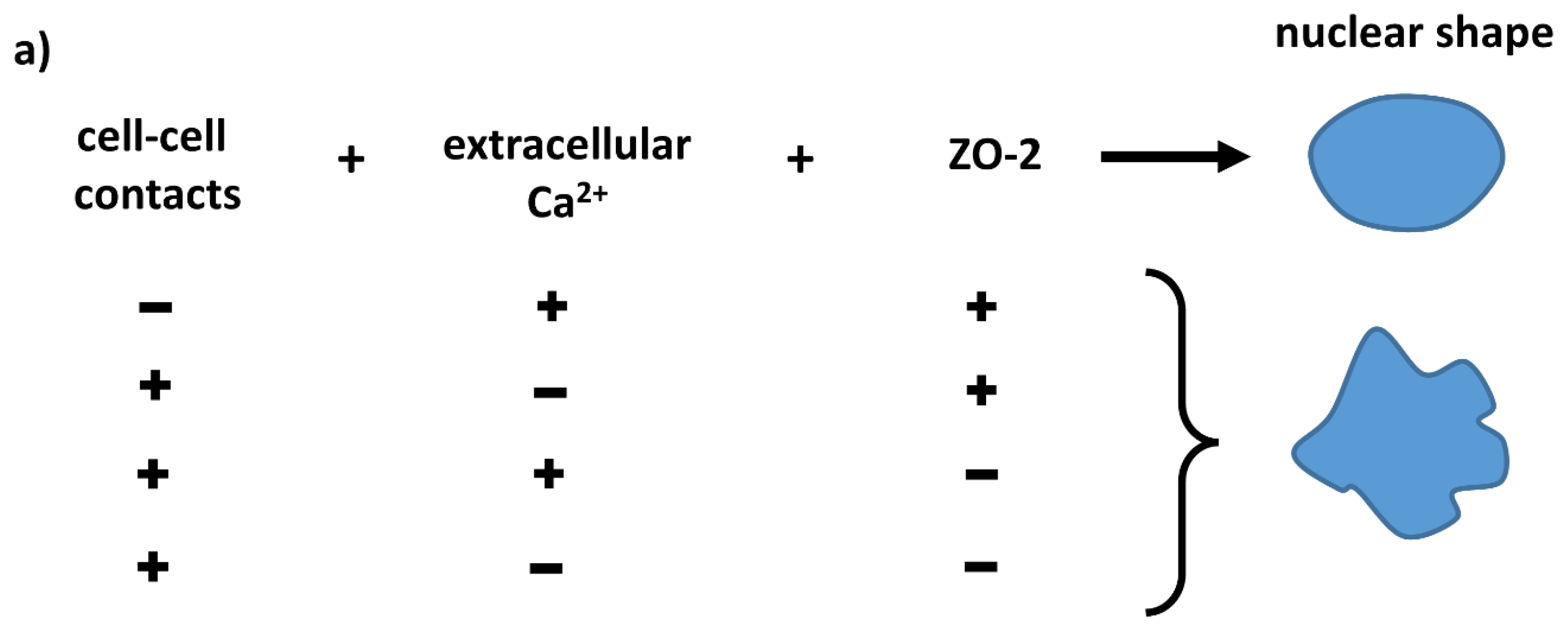 Cells 10 02568 g008a
