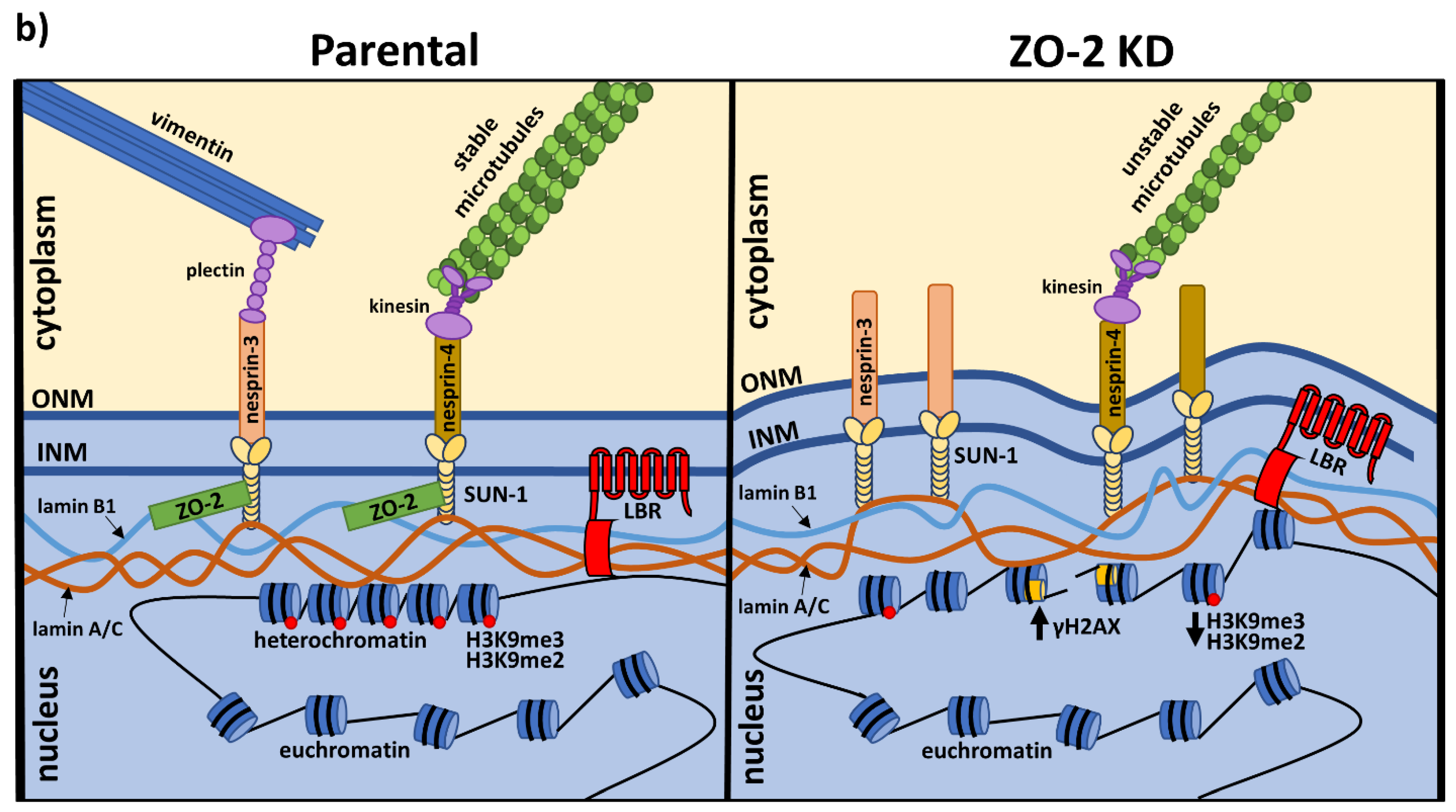 Cells 10 02568 g008b