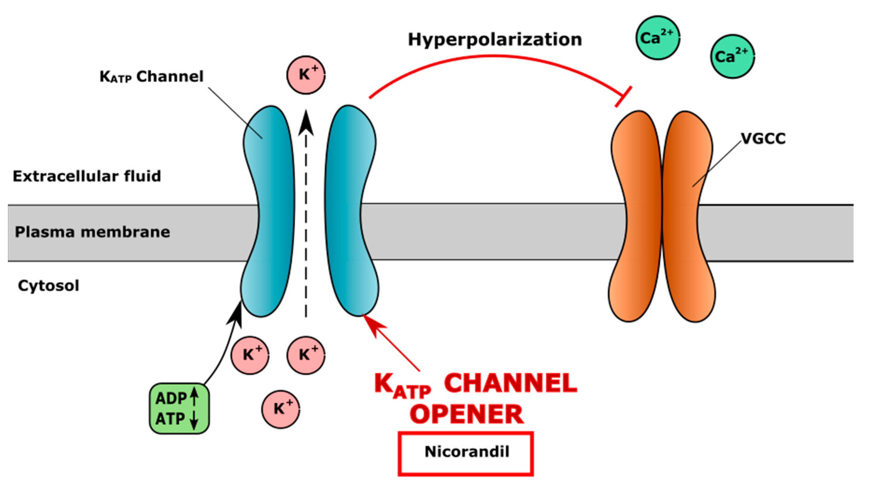 Cells Free FullText Cardiovascular Drugs and Osteoarthritis