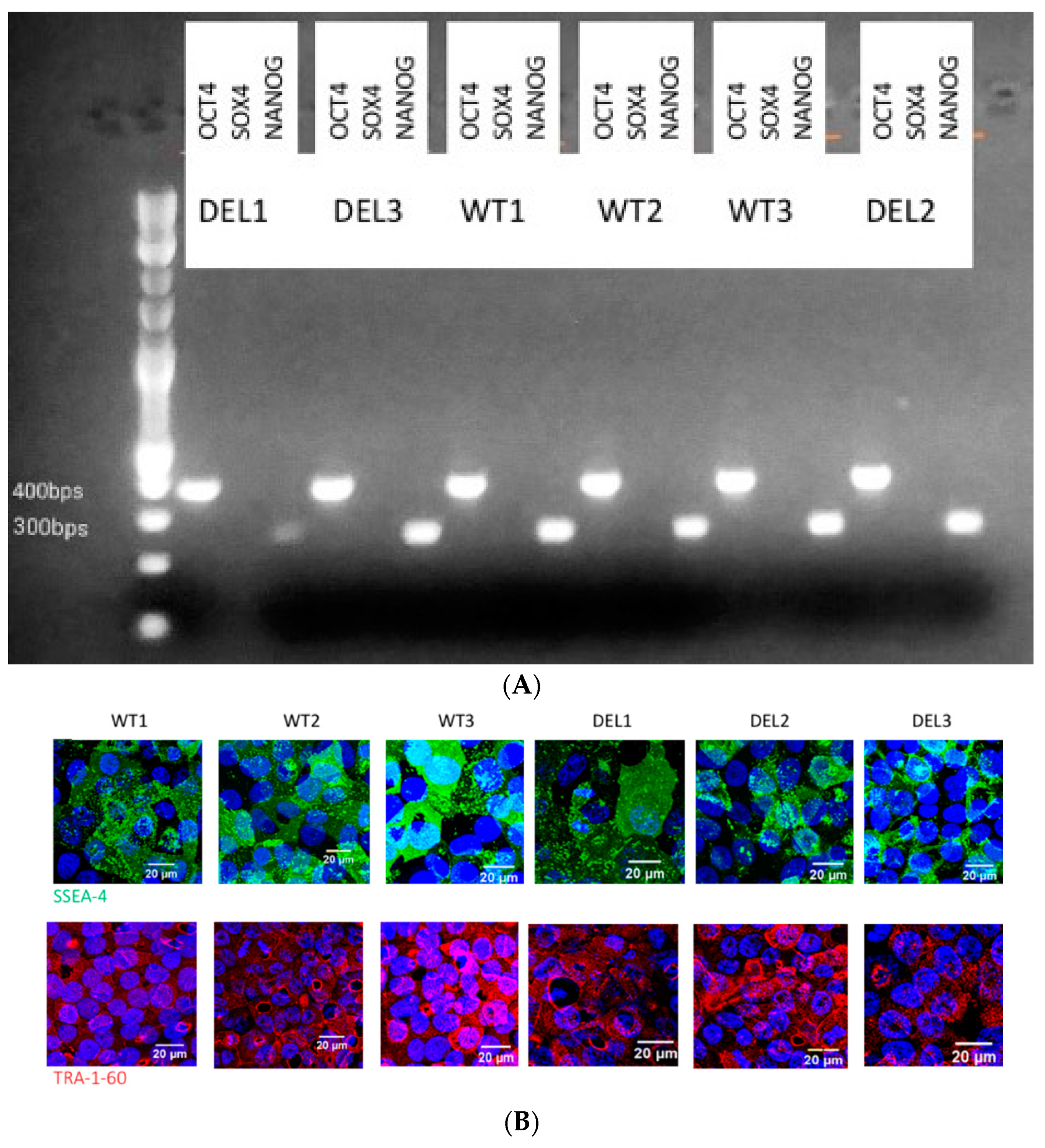 Cells 10 02576 g0a1a