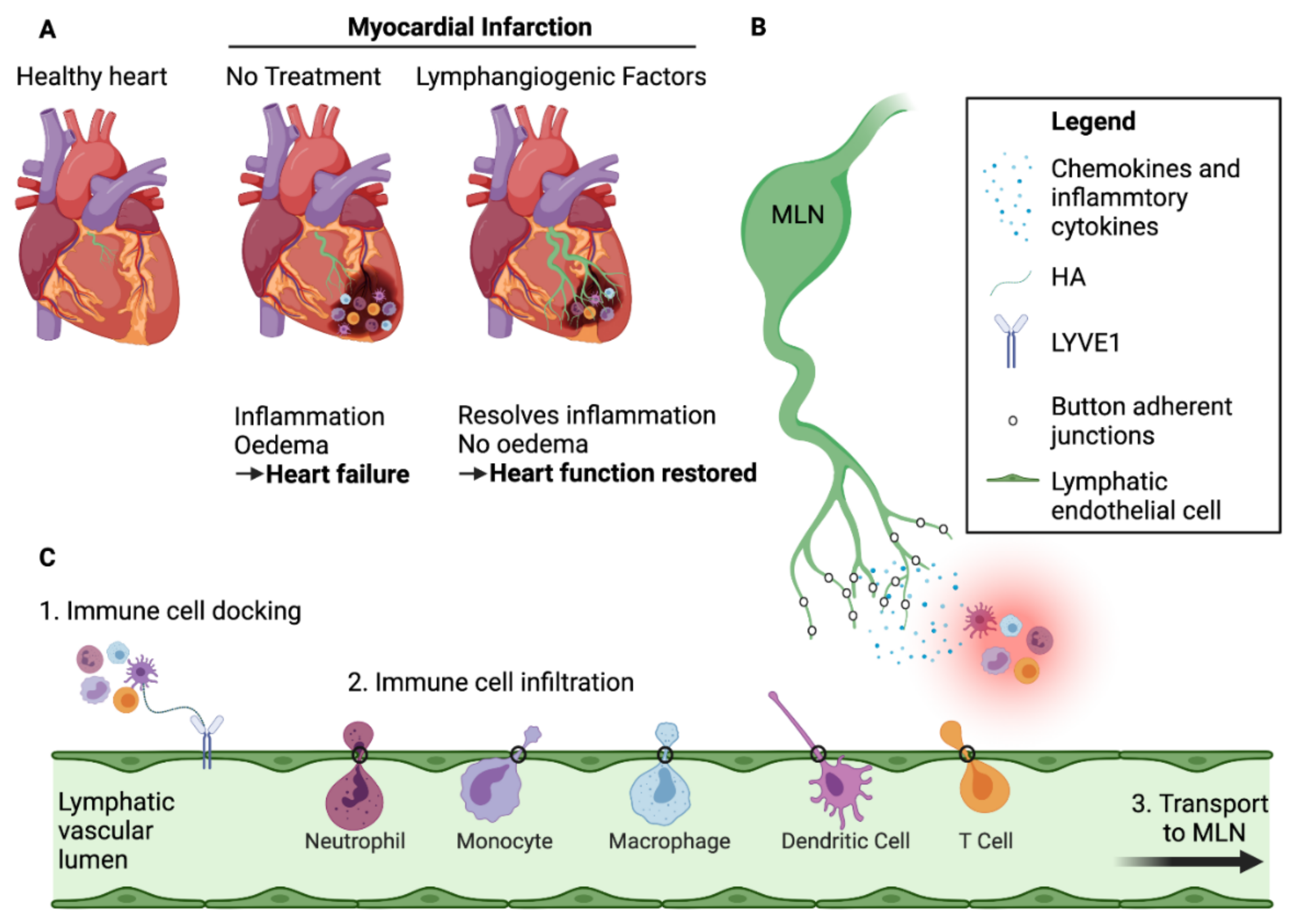 Elevated Circulating Levels of C-C Chemokines in Patients With Congestive  Heart Failure