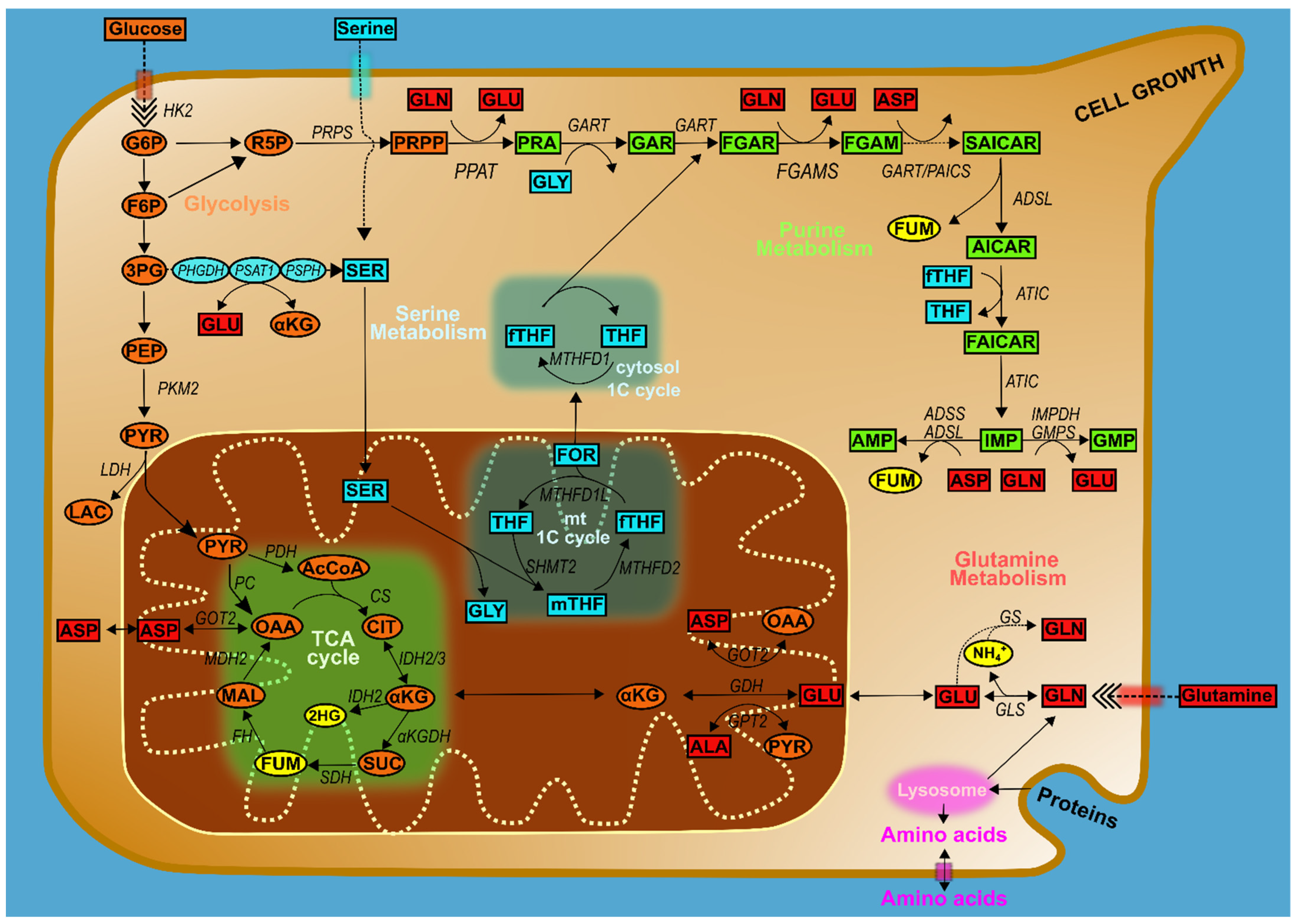 Cells 10 02603 g002 Cells 10 02603 g002