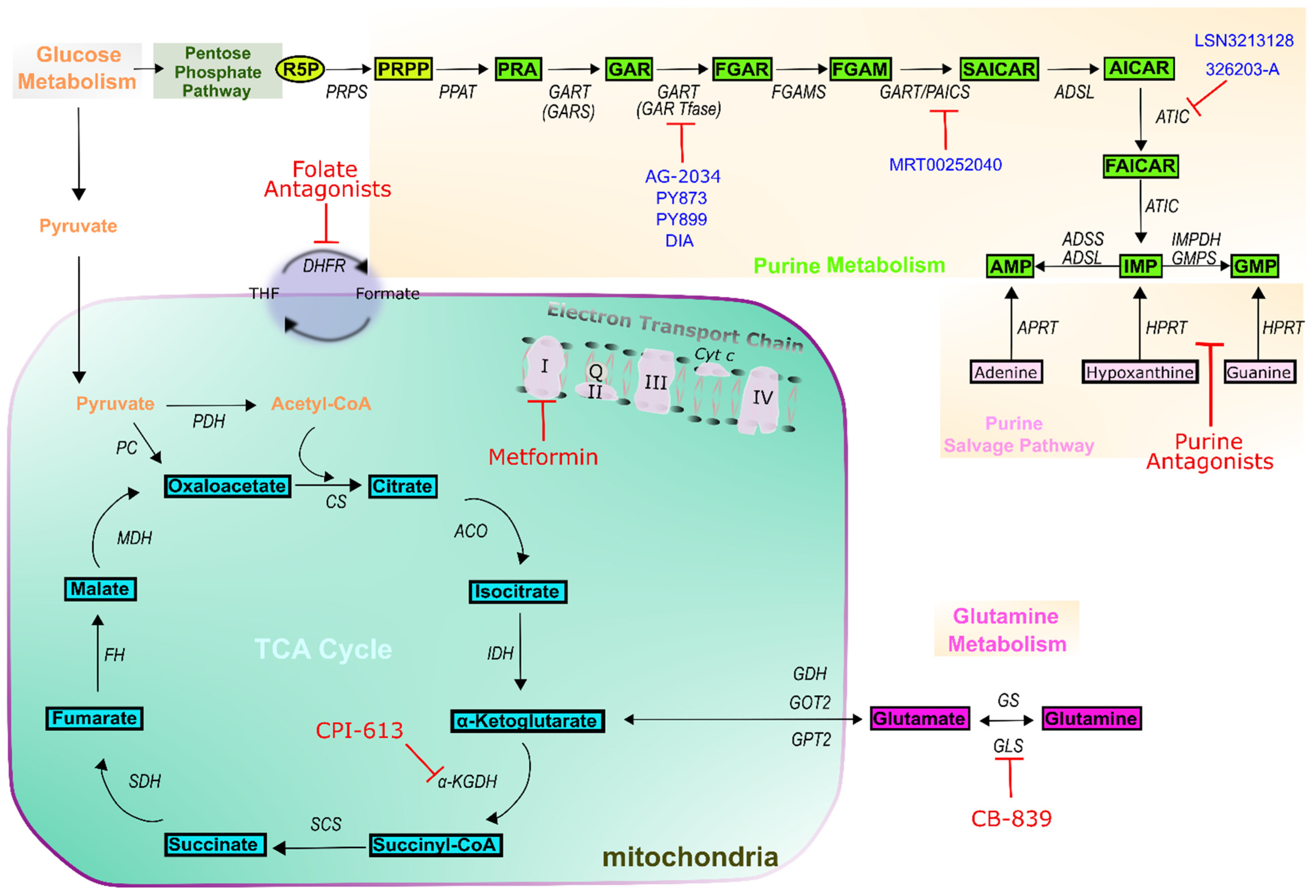 Cells 10 02603 g003 Cells 10 02603 g003