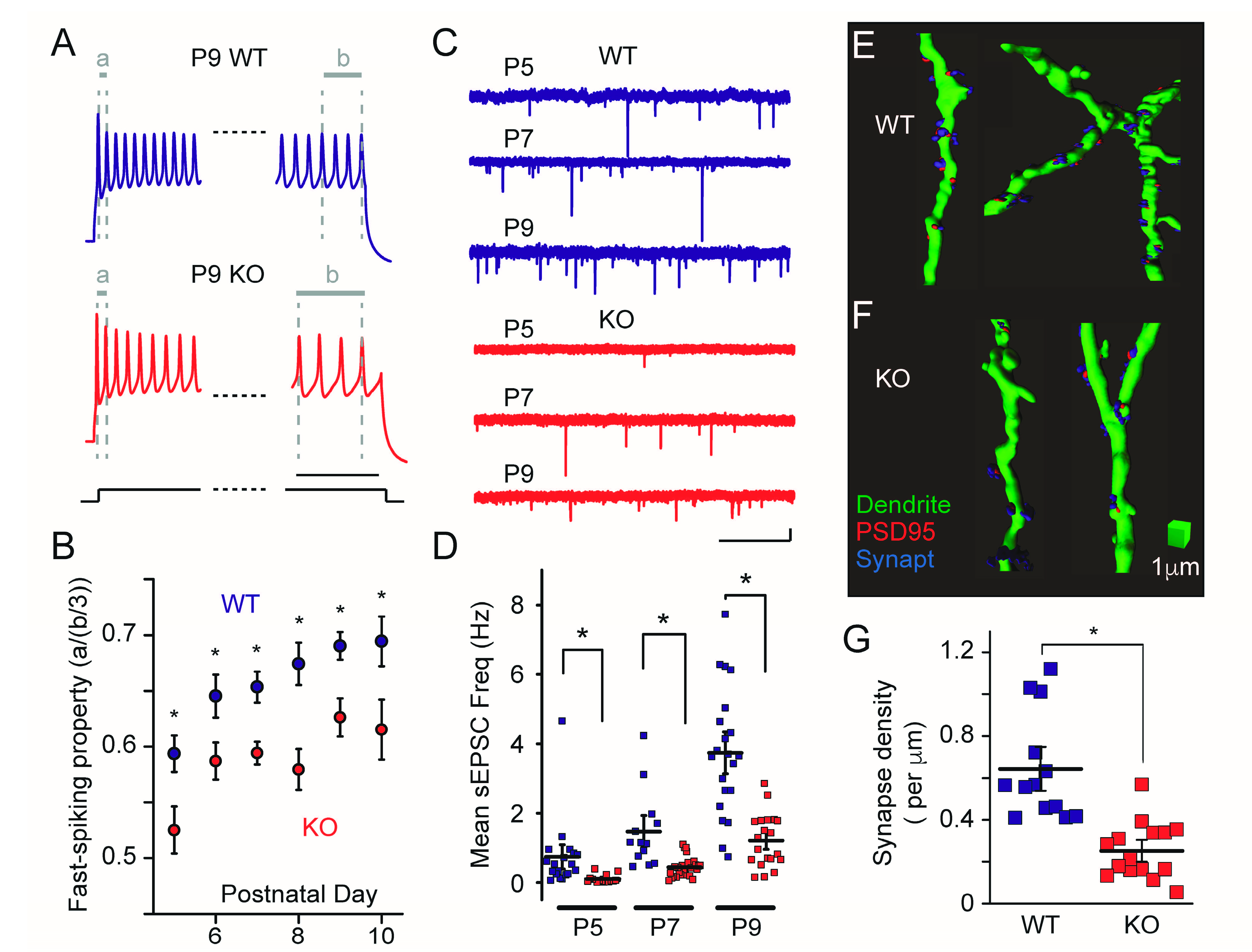 Interneuron Dysfunction and Inhibitory Deficits in Autism and Fragile X ...