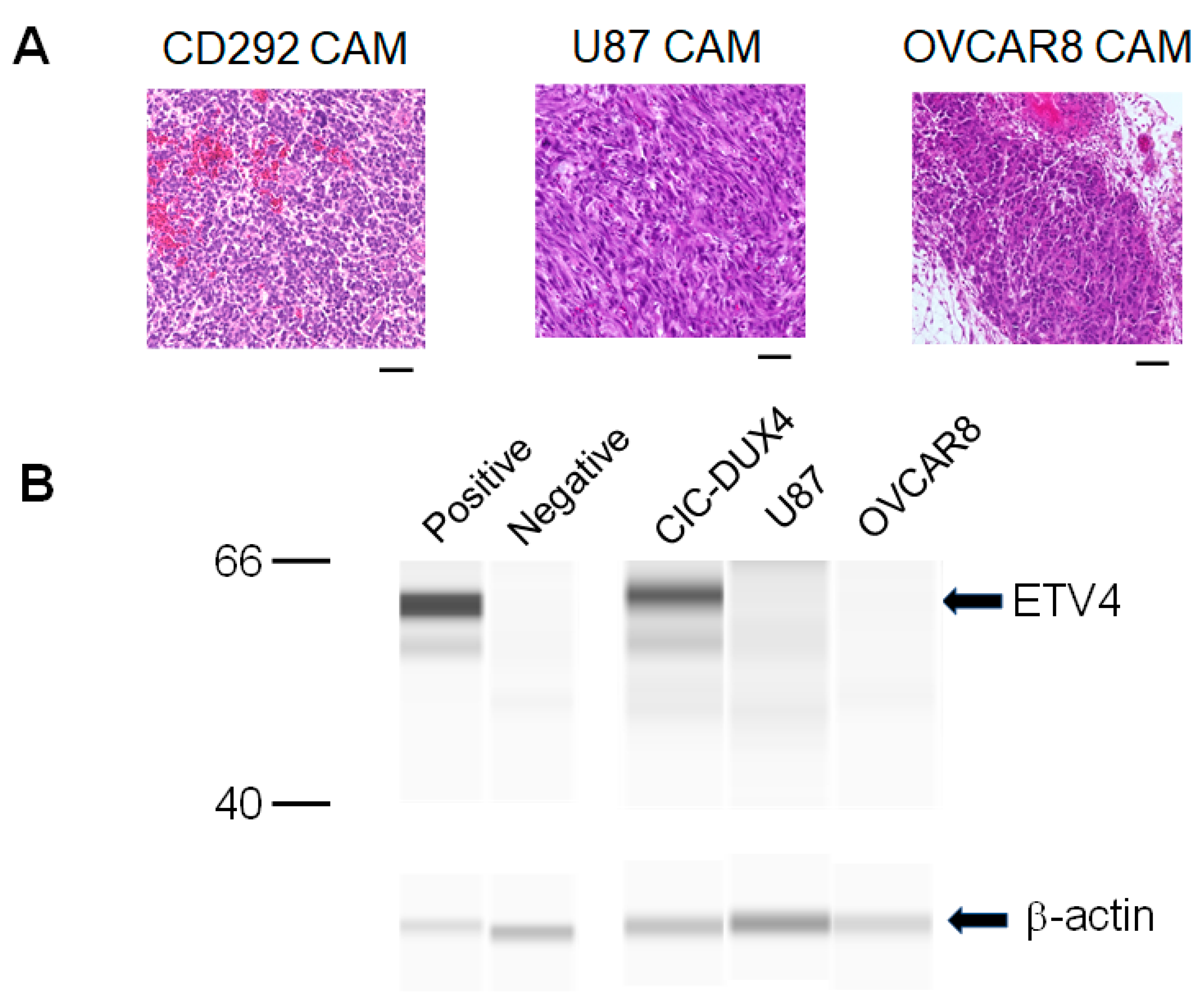 Cells 10 02613 g004
