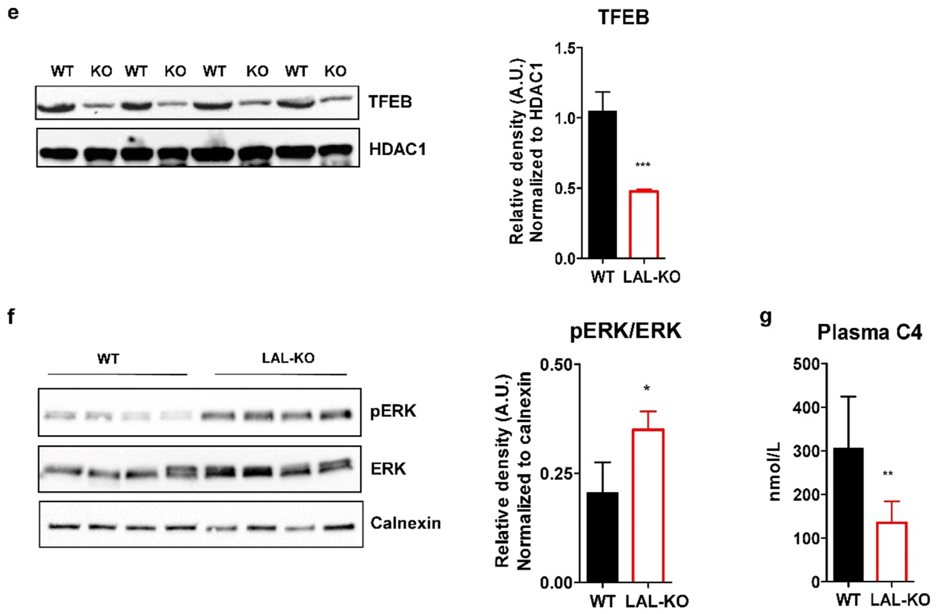 Cells 10 02619 g004b
