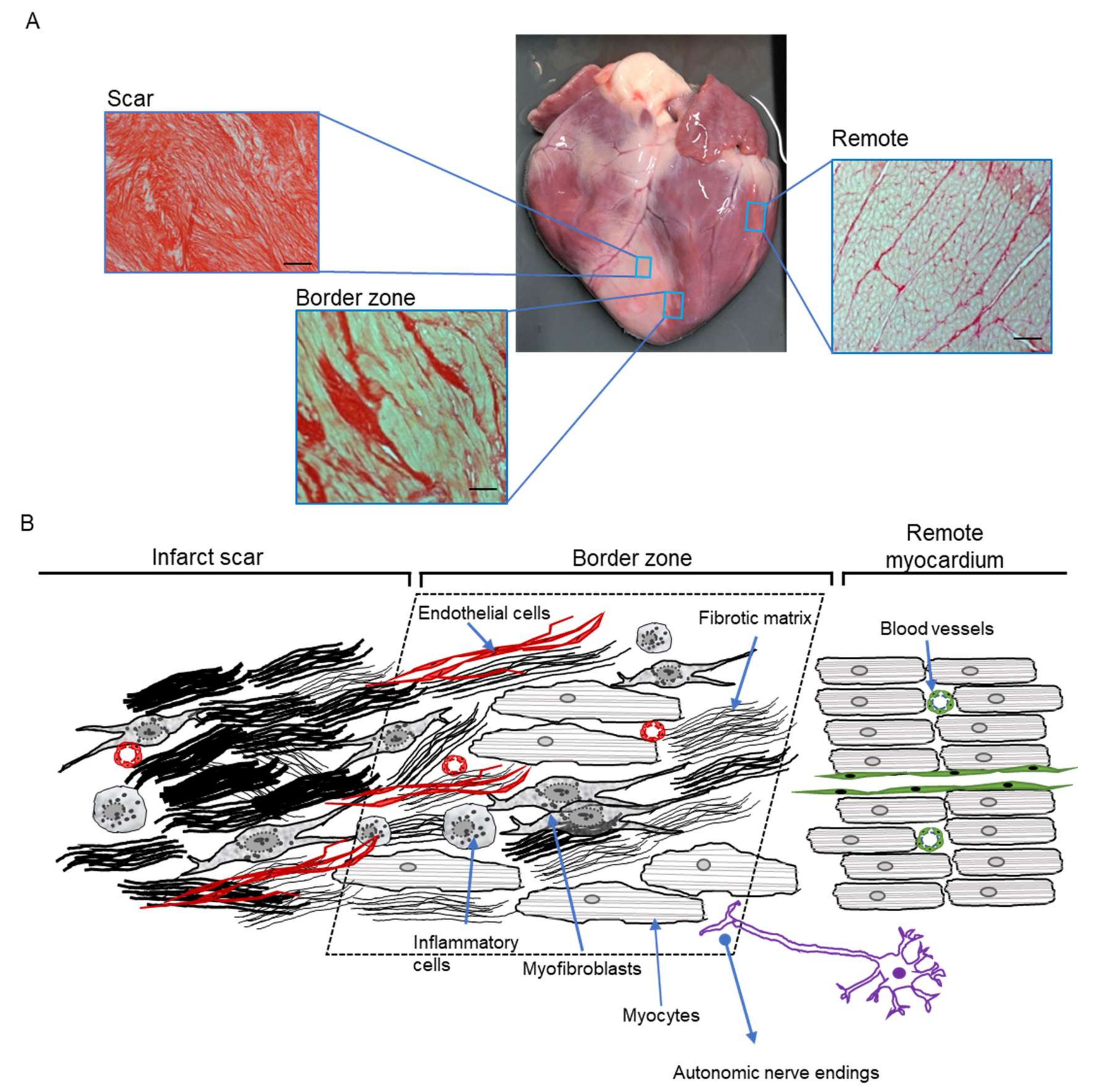 Cells 10 02629 g003 Cells 10 02629 g003