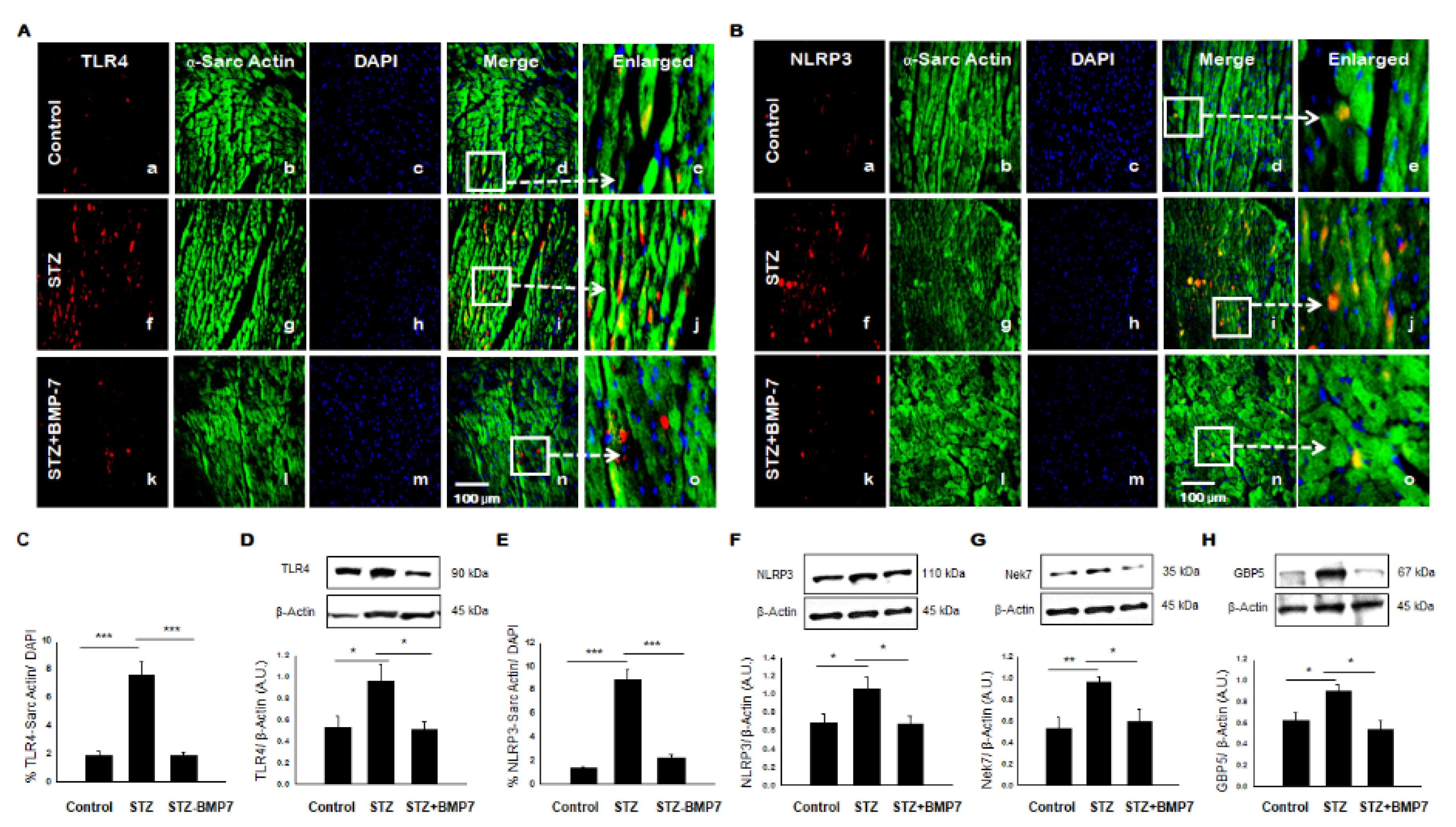 Cells 10 02640 g002 Cells 10 02640 g002