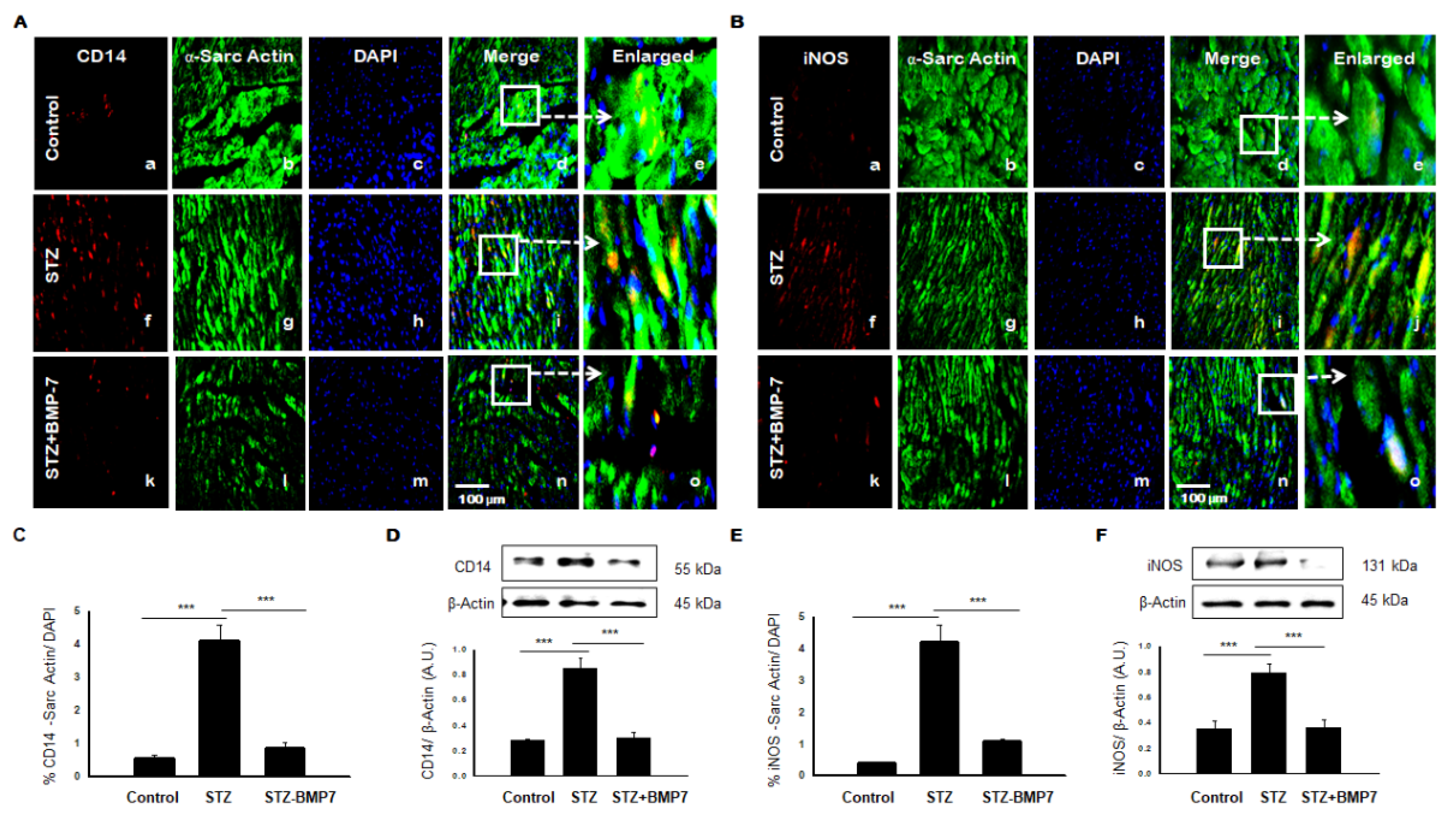 Cells 10 02640 g005 Cells 10 02640 g005