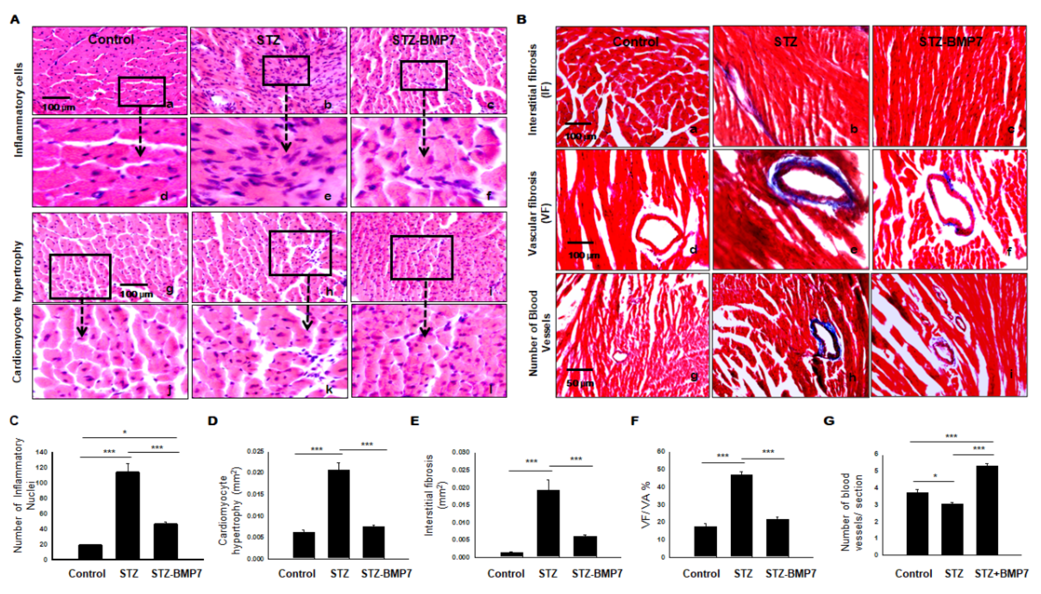 Cells 10 02640 g008 Cells 10 02640 g008