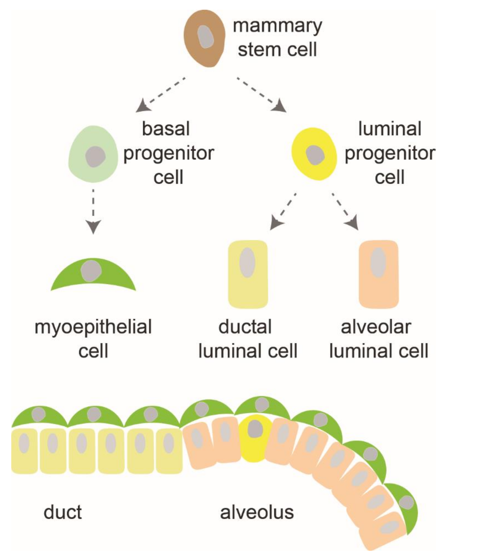 Definition > Breast - Mammary gland