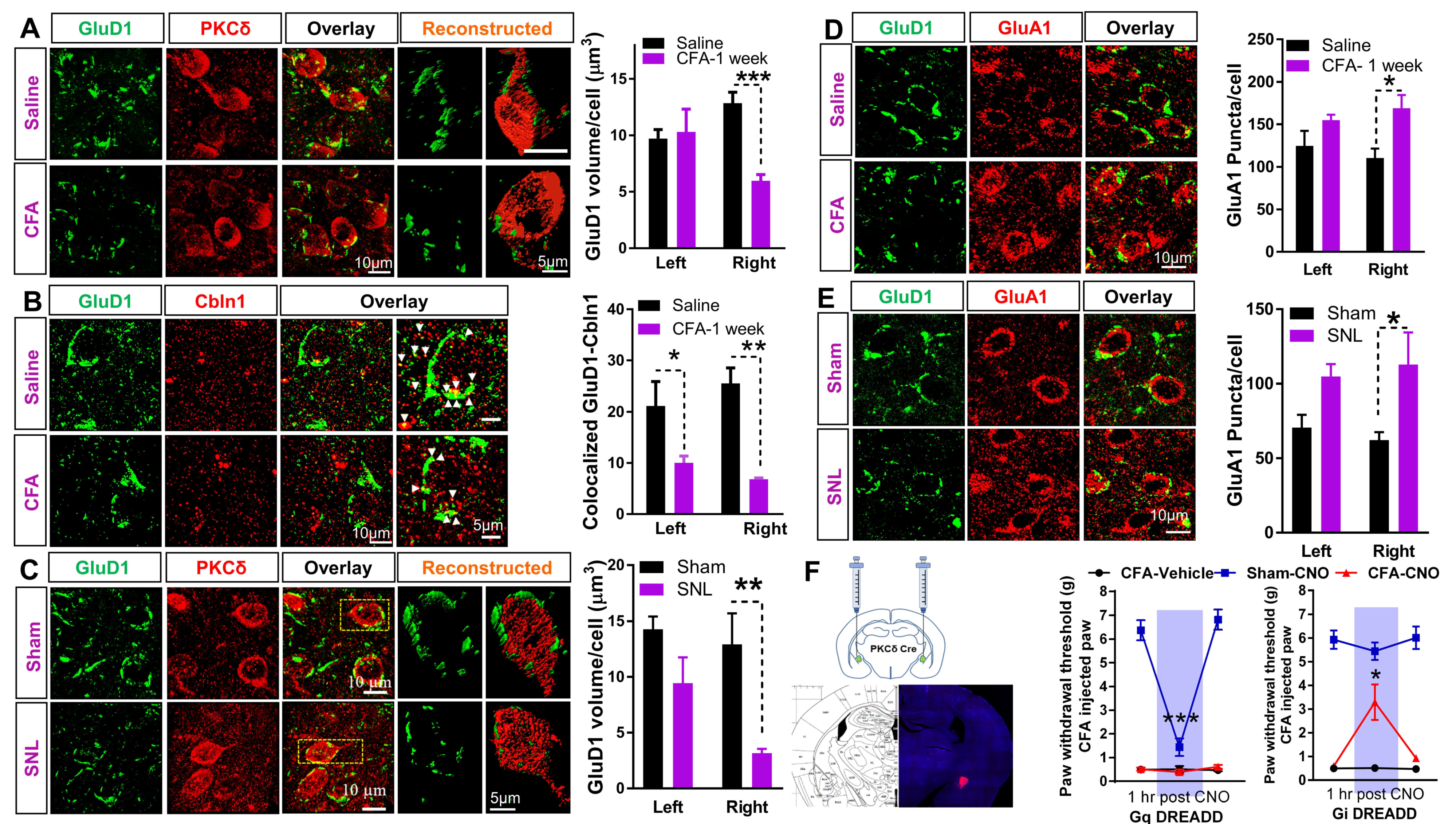 Cells 10 02644 g003 Cells 10 02644 g003