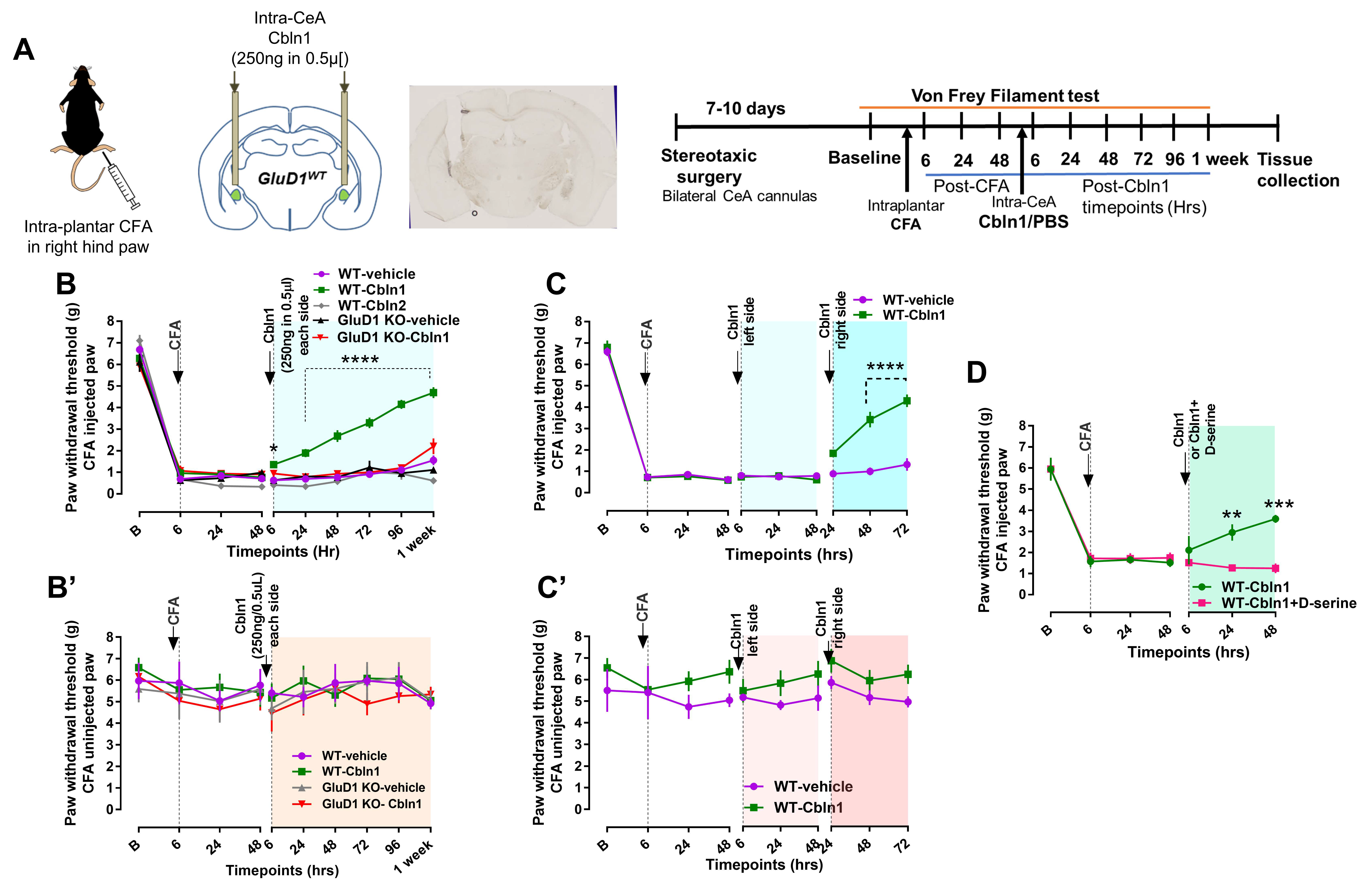 Cells 10 02644 g004 Cells 10 02644 g004
