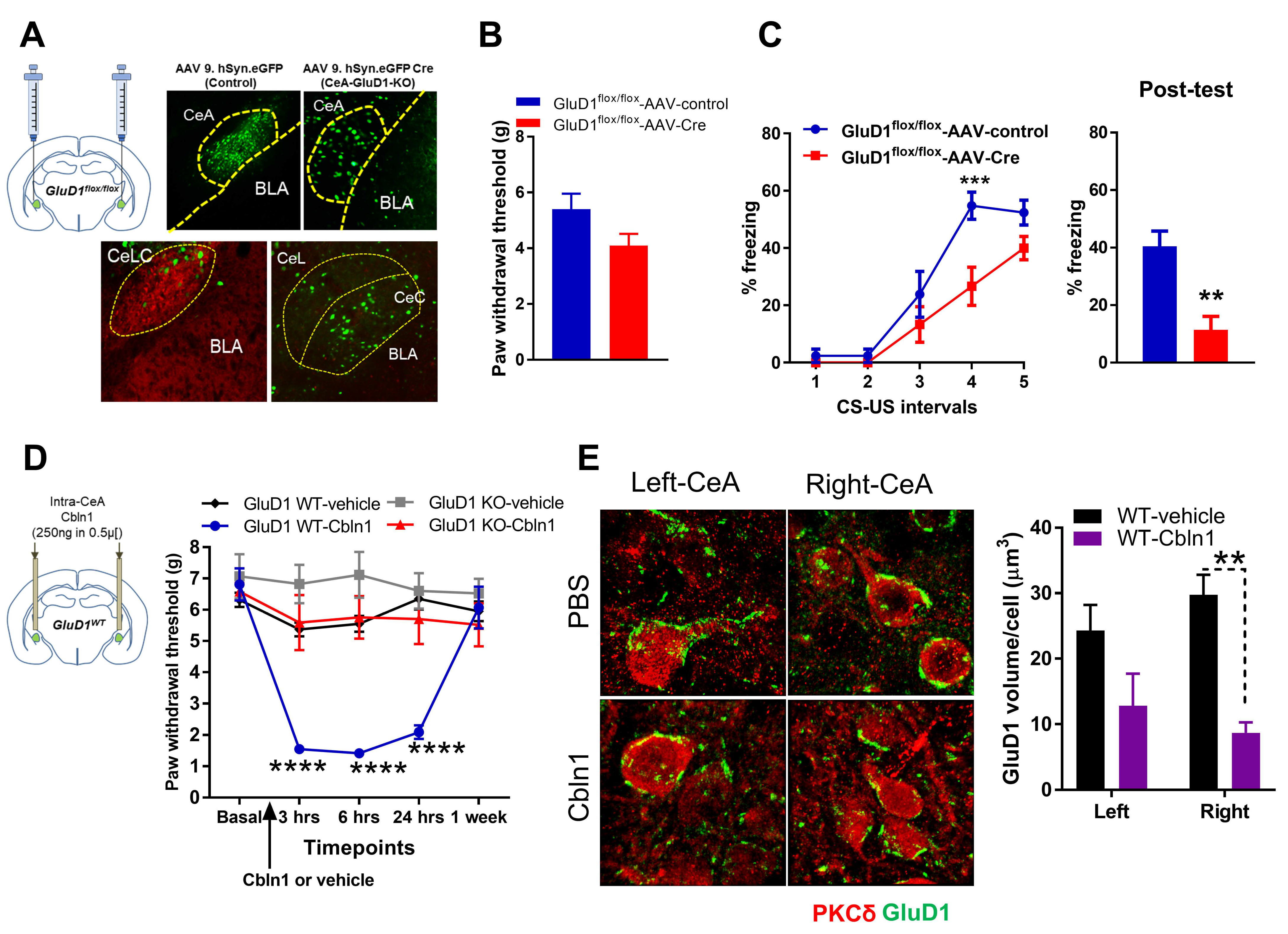 Cells 10 02644 g008 Cells 10 02644 g008