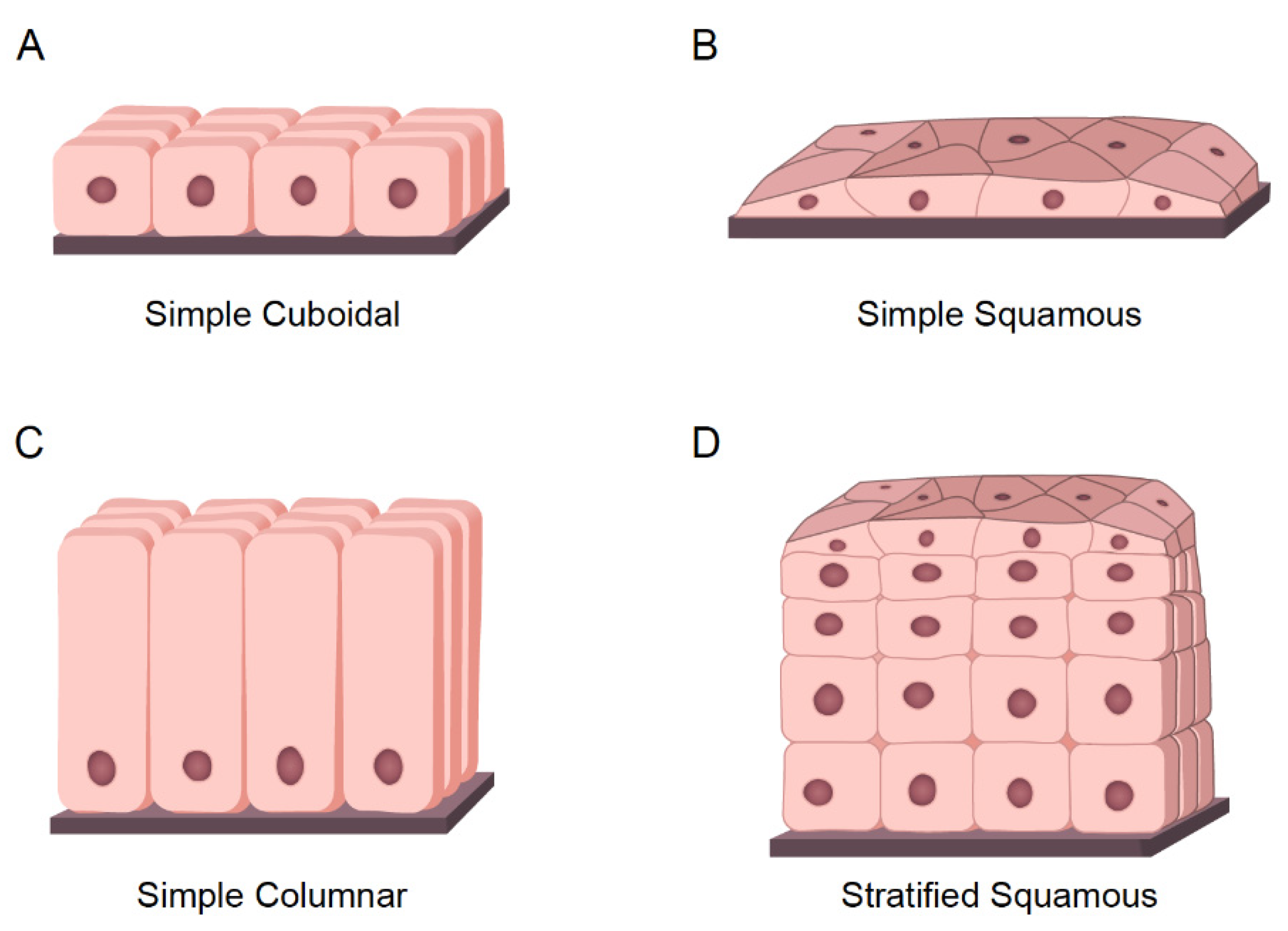 The Hidden Structure: What Really Reinforces Cell Shape? - 9tvs61c
