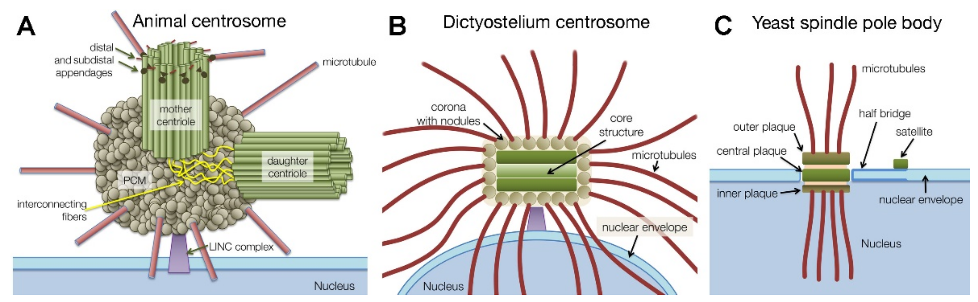 Cells | Free Full-Text | The Dictyostelium Centrosome