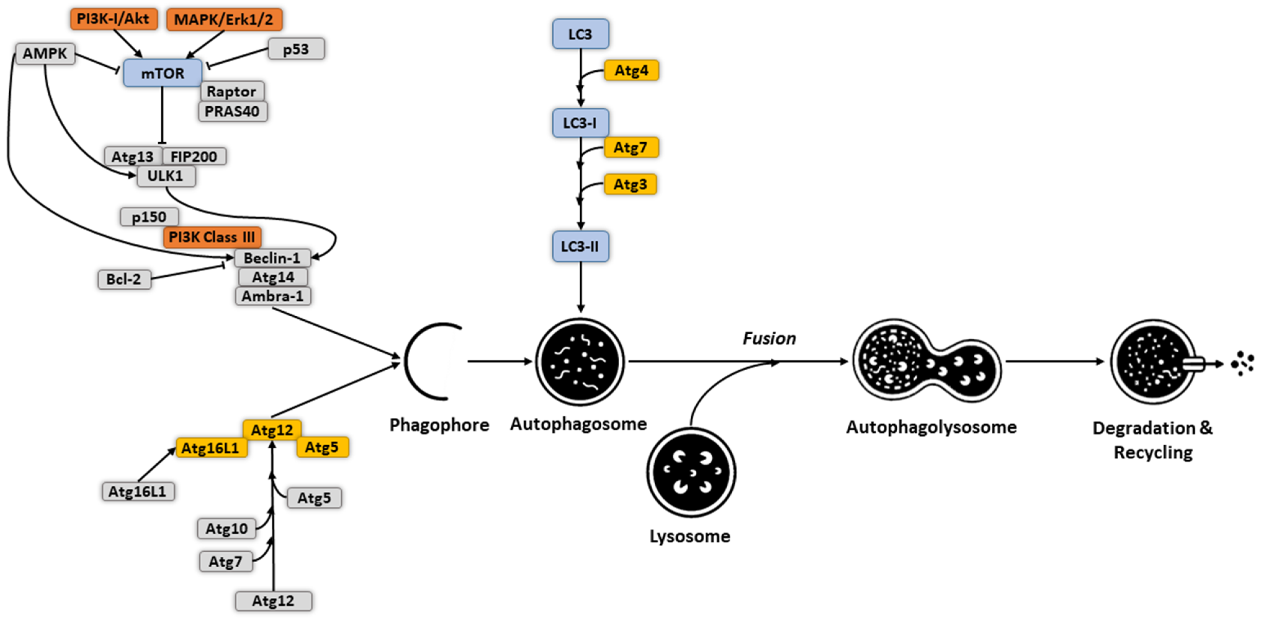 Cells at Work!'s Cancer Cell Gains Regulartory T Cell as an Ally