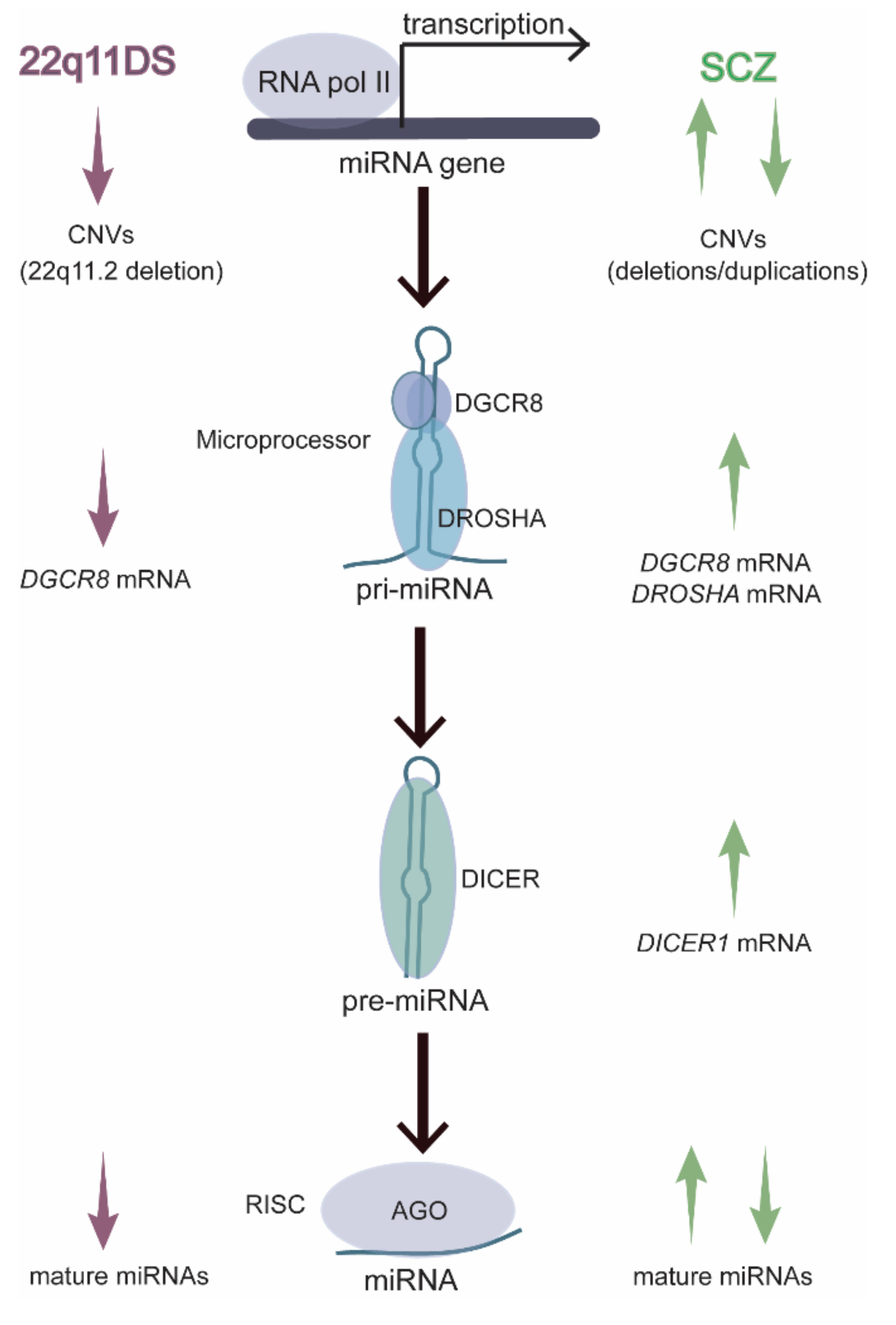 MicroRNA-411 and Its 5′-IsomiR Have Distinct Targets and Functions