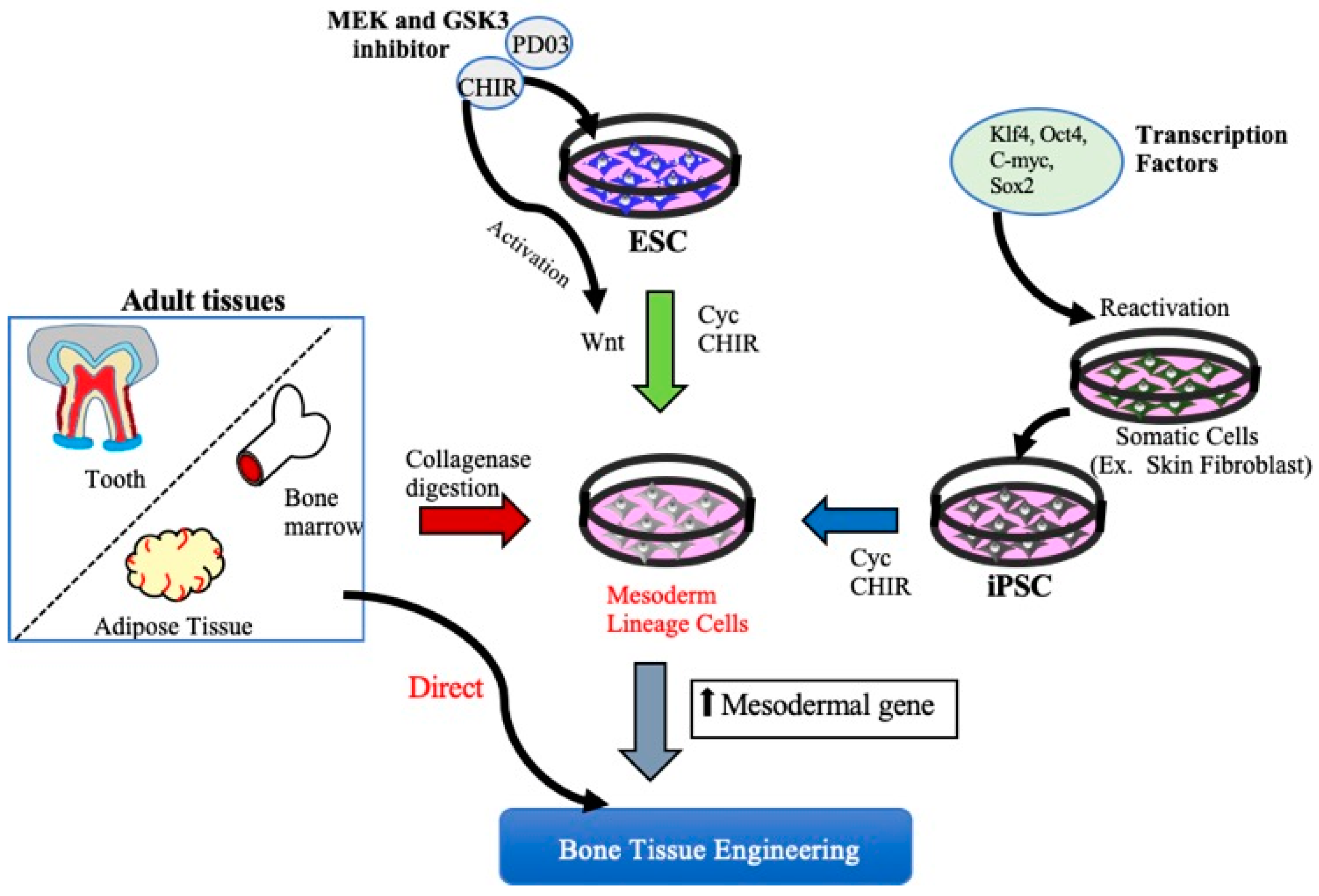 Cells 10 02687 g001 Cells 10 02687 g001