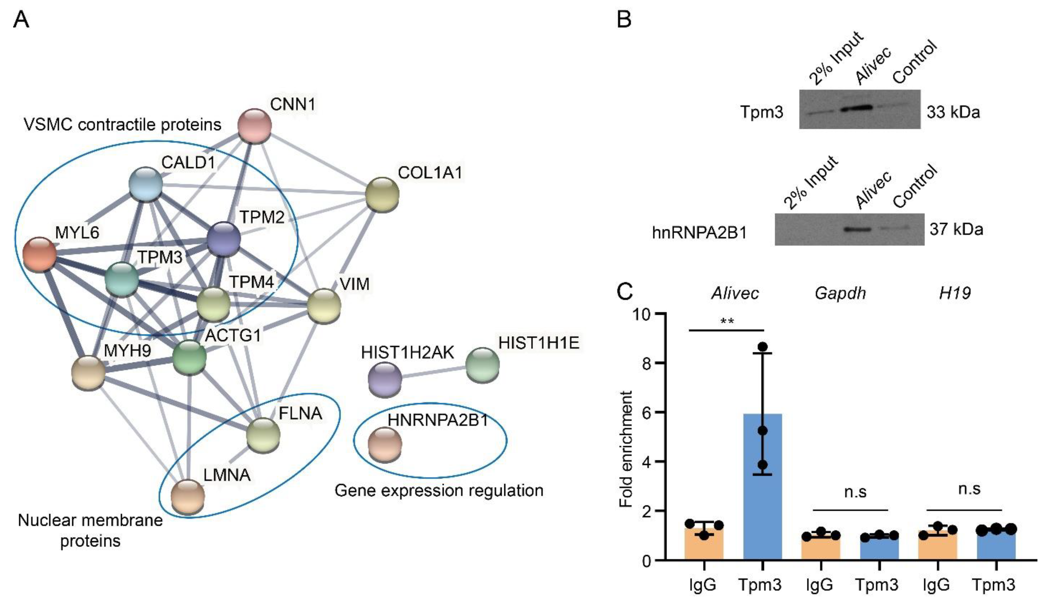 Cells 10 02696 g006 Cells 10 02696 g006