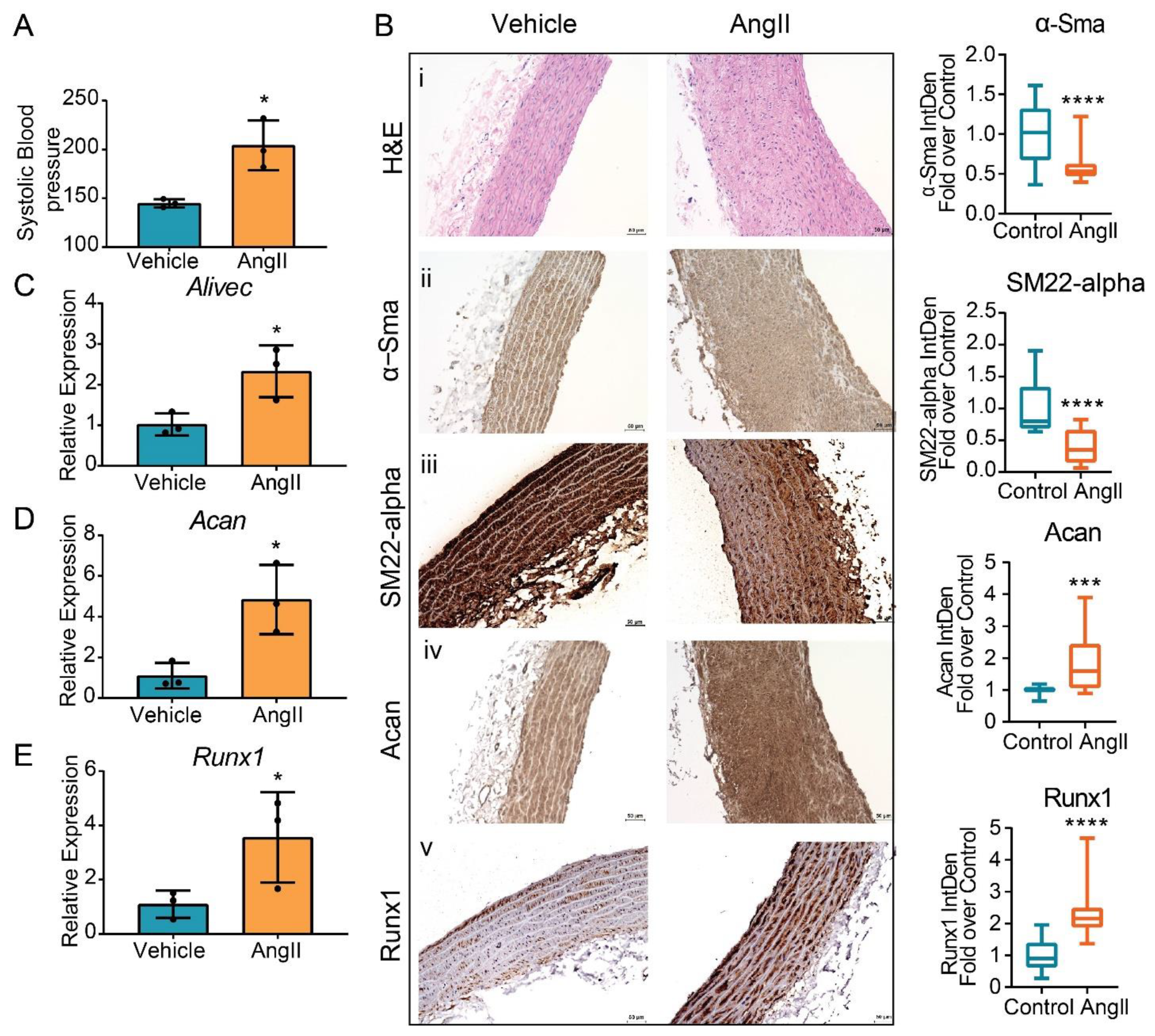 Cells 10 02696 g007 Cells 10 02696 g007