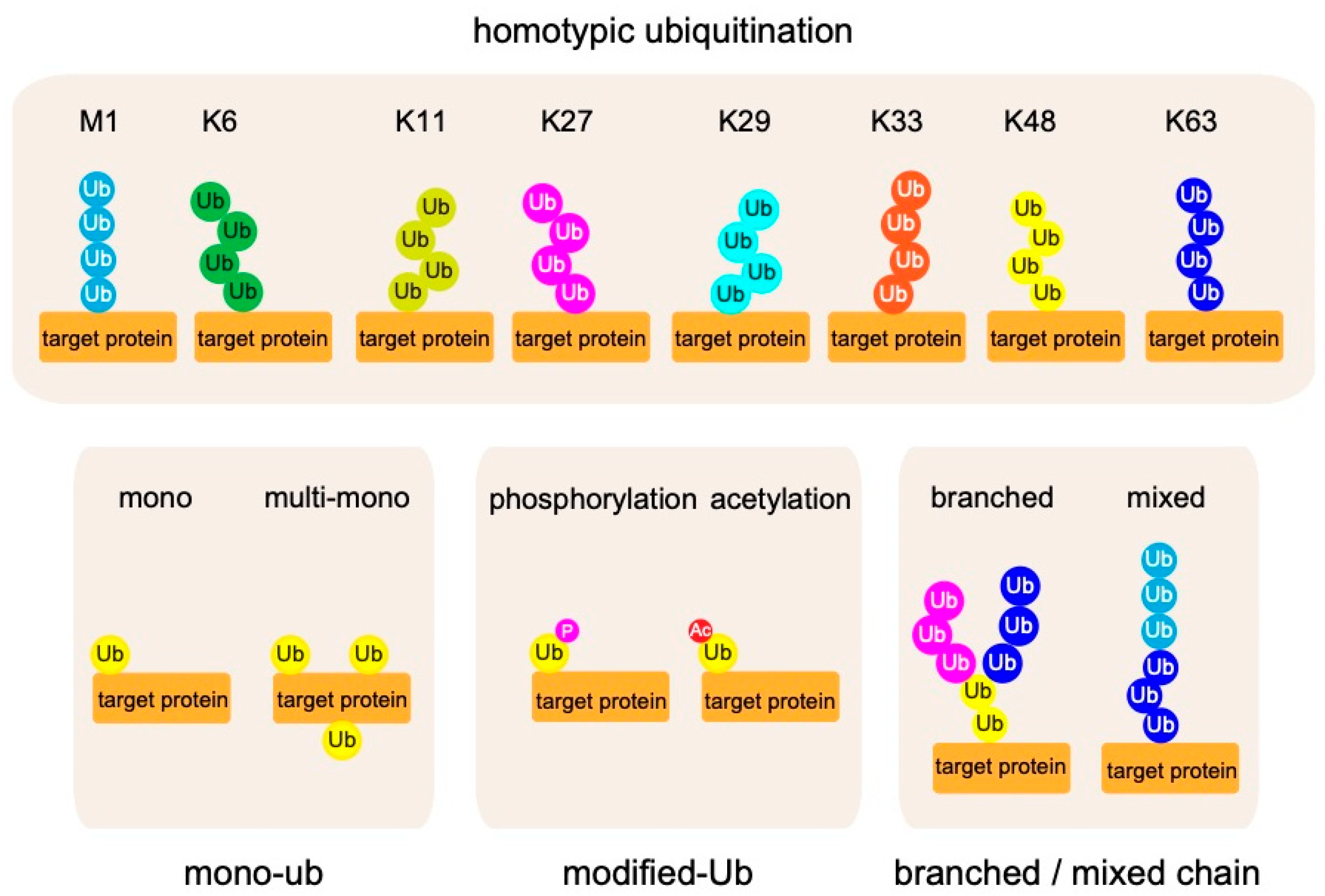 Cells 10 02706 g002 550