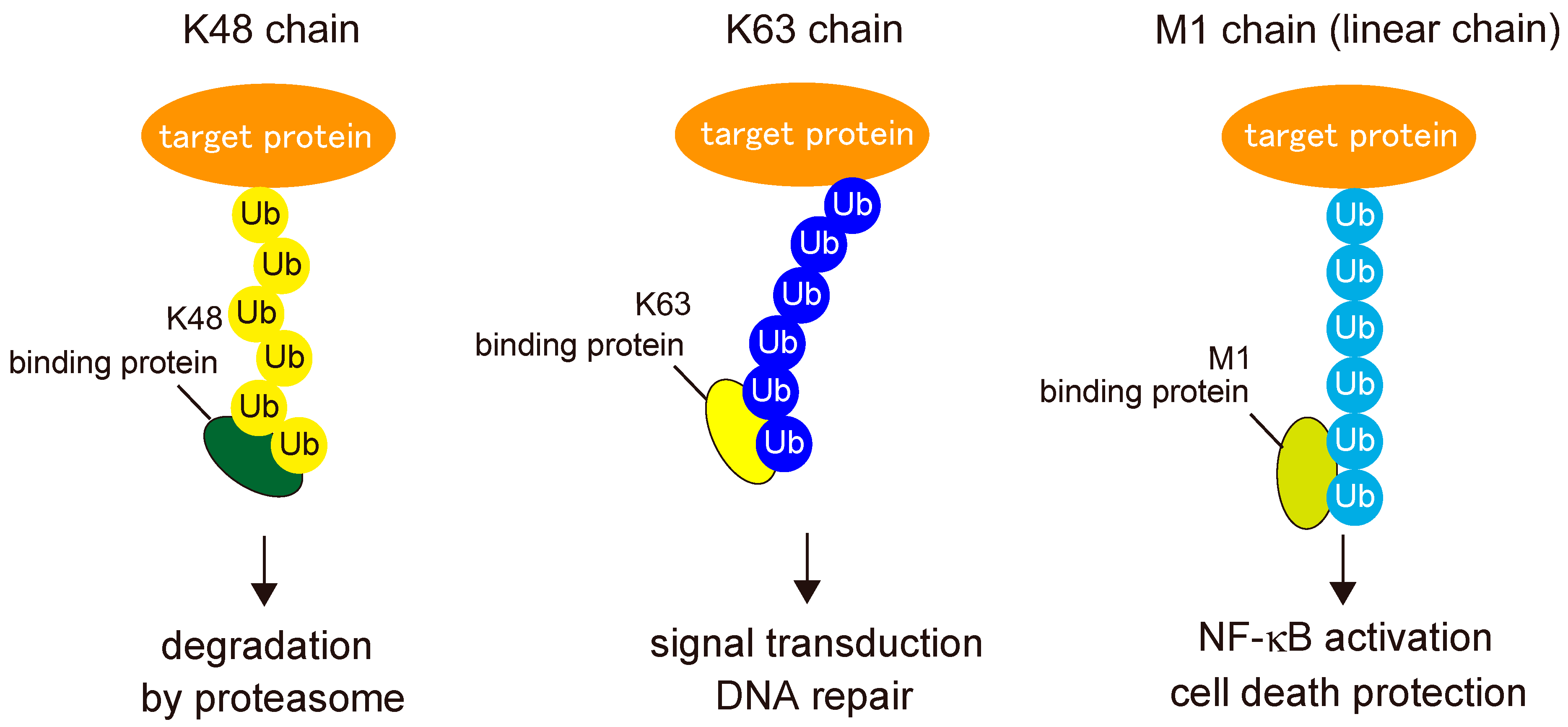Cells 10 02706 g004 550