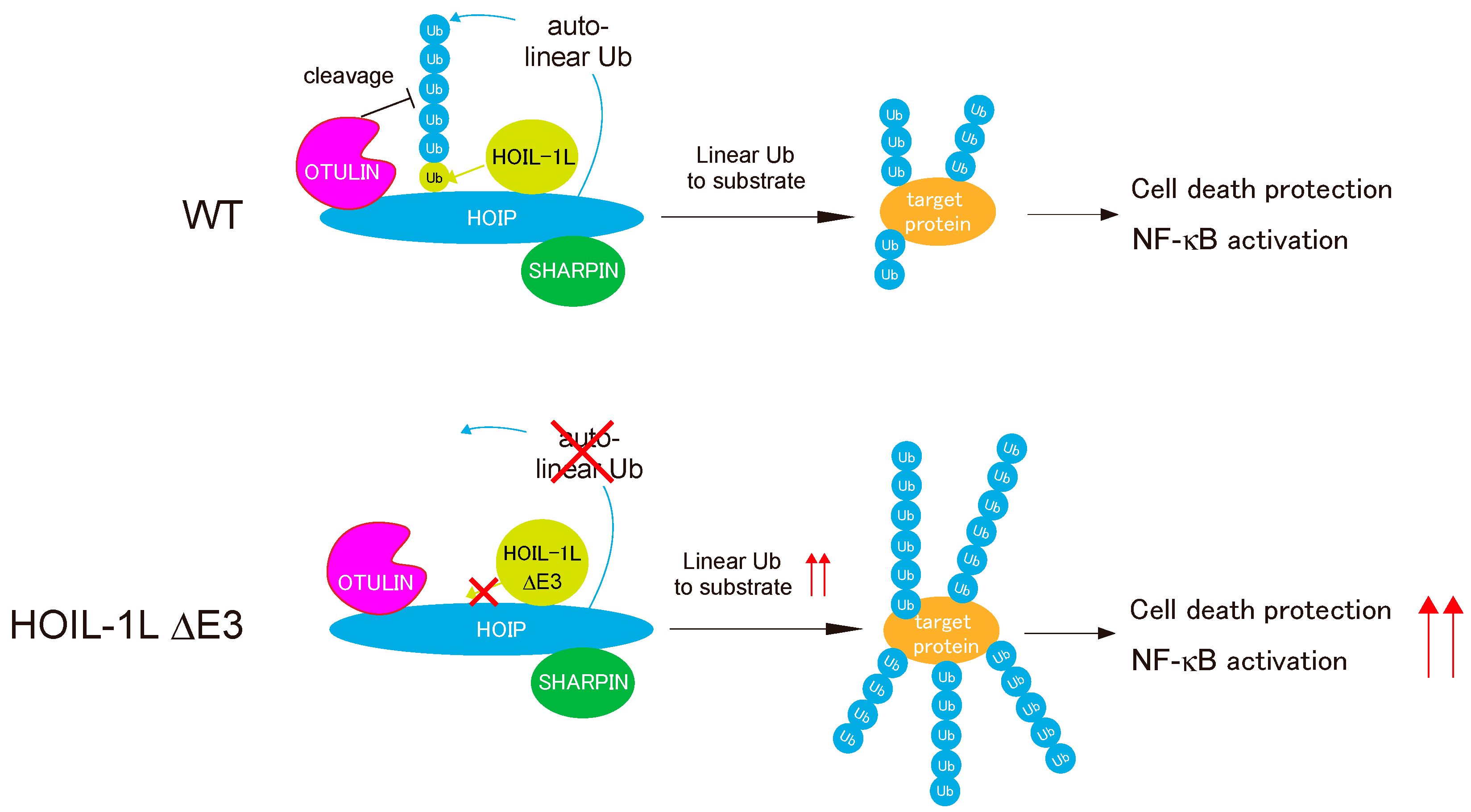 Cells 10 02706 g006 550