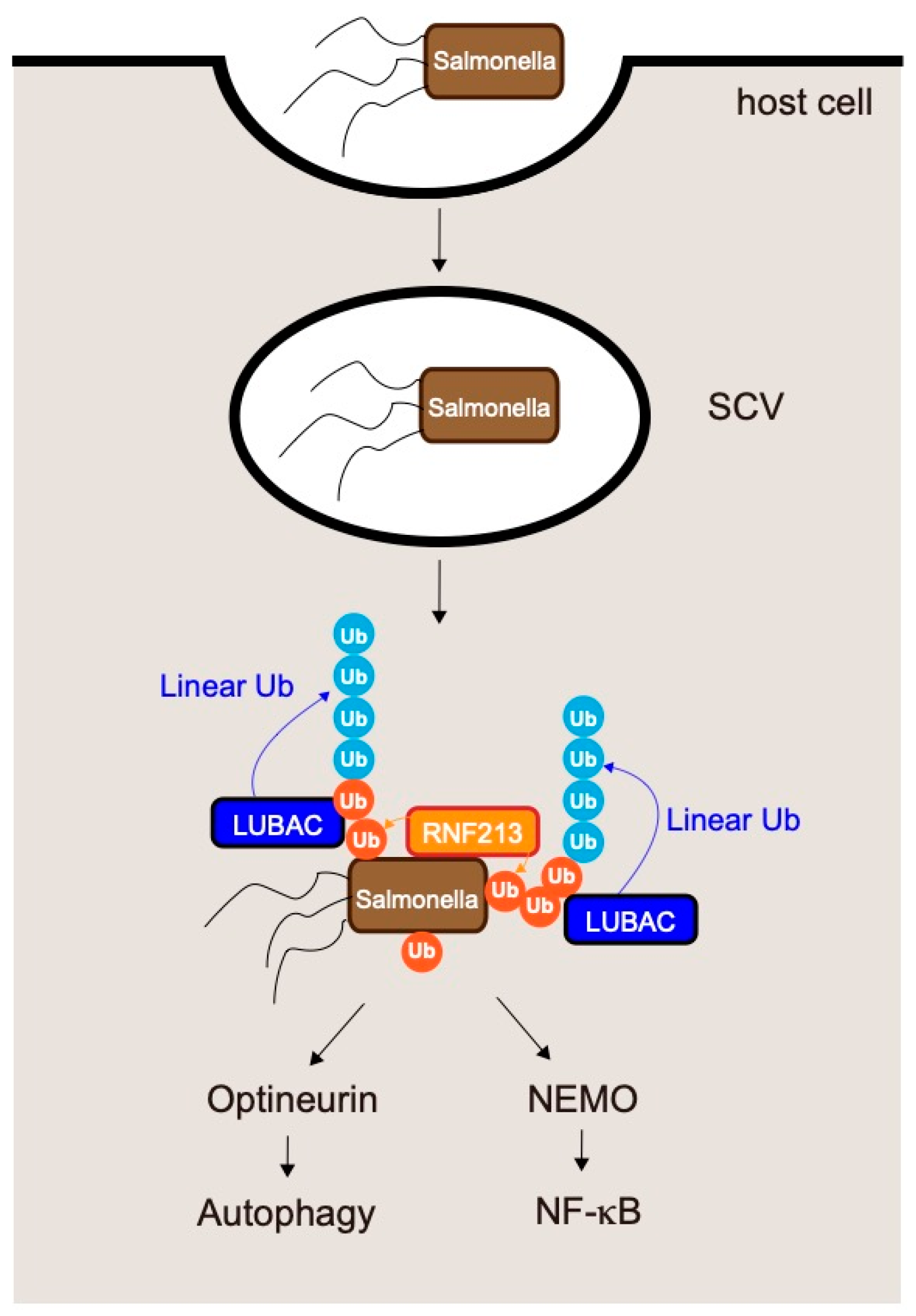 Biochemistry, Pathophysiology, and Regulation of Linear Ubiquitination ... Biology Diagrams
