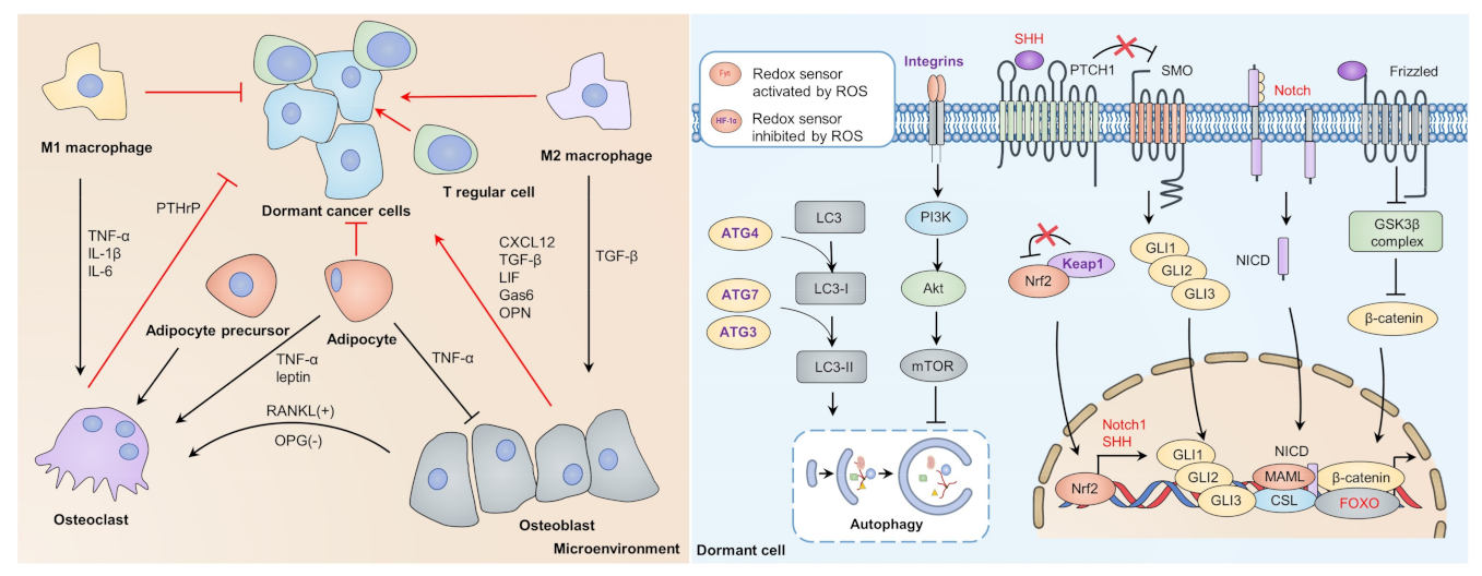 Cells 10 02707 g003 Cells 10 02707 g003