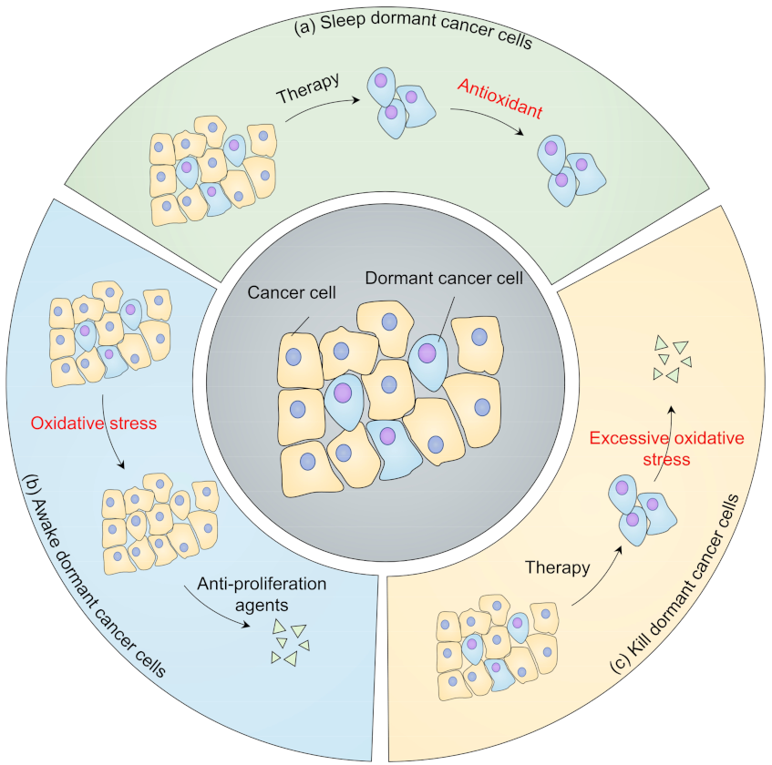 Cells 10 02707 g004 Cells 10 02707 g004