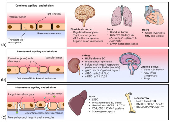 Vascular Endothelial Cells: Heterogeneity and ... Biology Diagrams