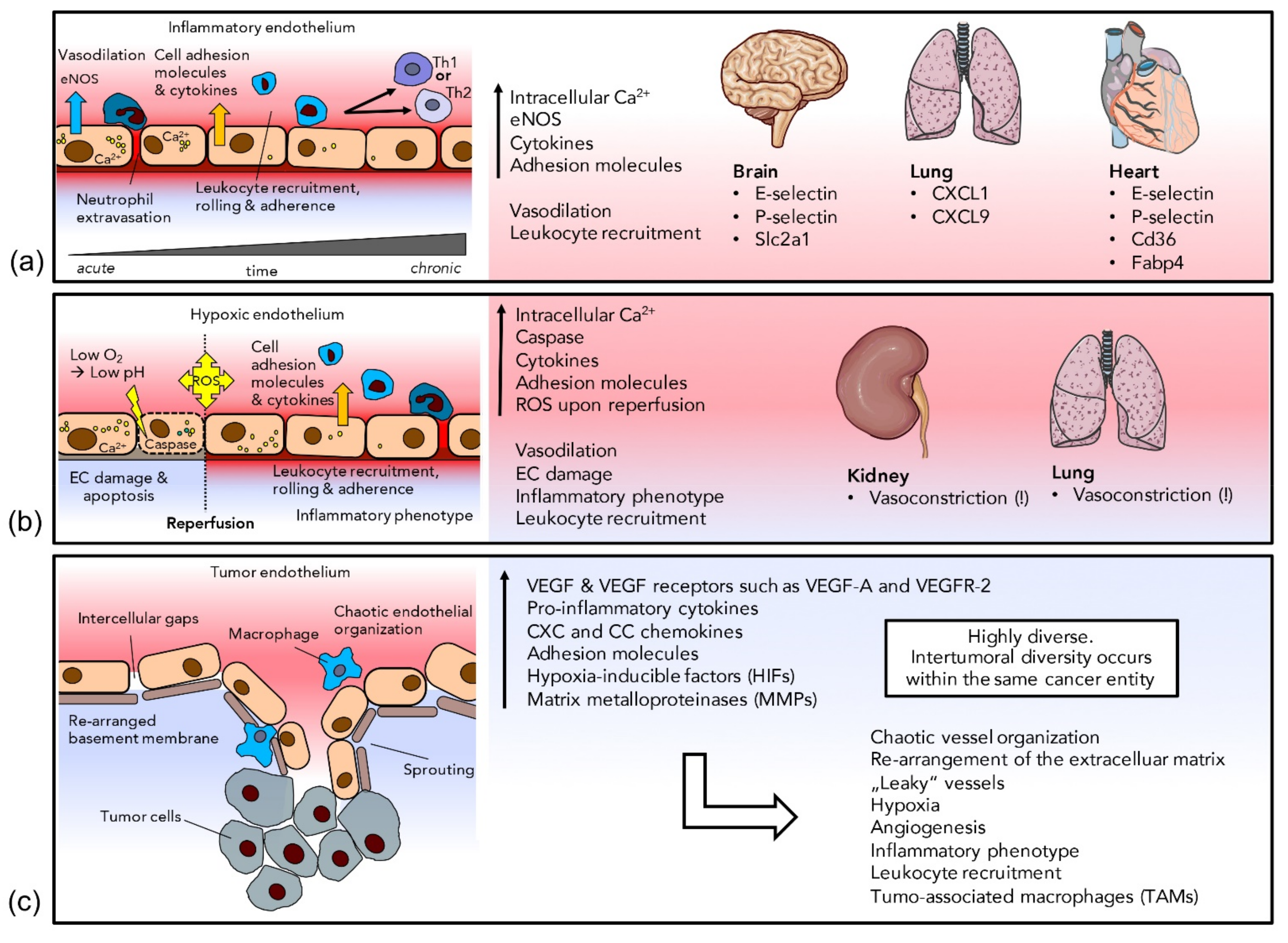 Cells 10 02712 g002 Cells 10 02712 g002