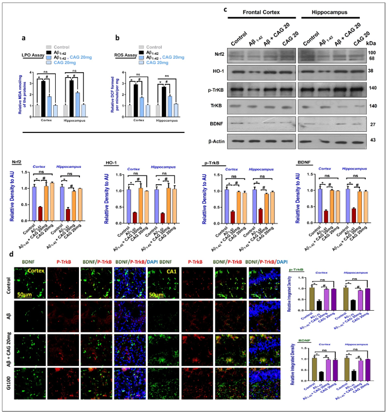 20-60代 人気ファッションブランド Cycloastragenol, a Oxidative Regulates Saponin, Triterpenoid シャンプー