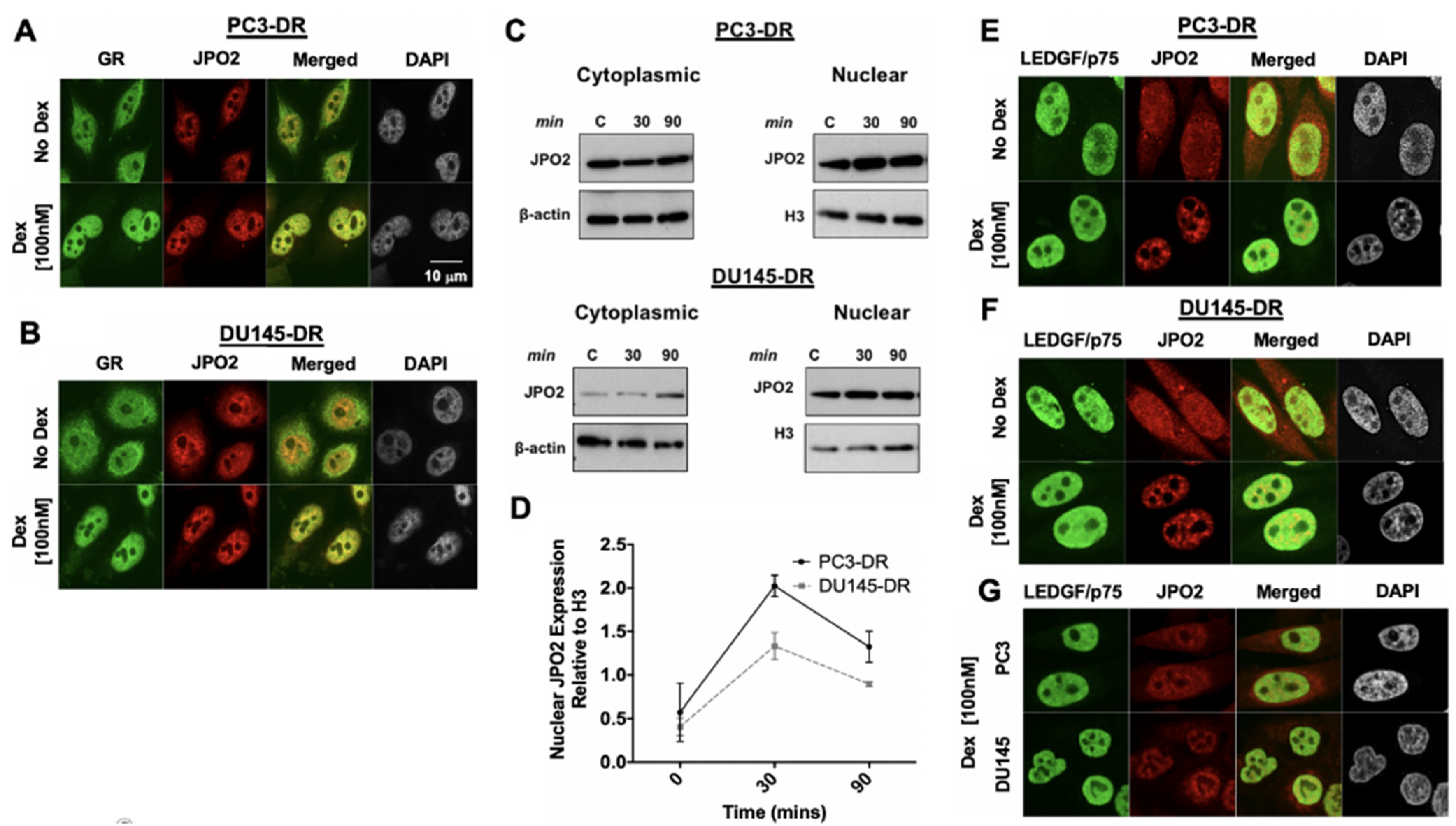 Cells 10 02723 g004 Cells 10 02723 g004