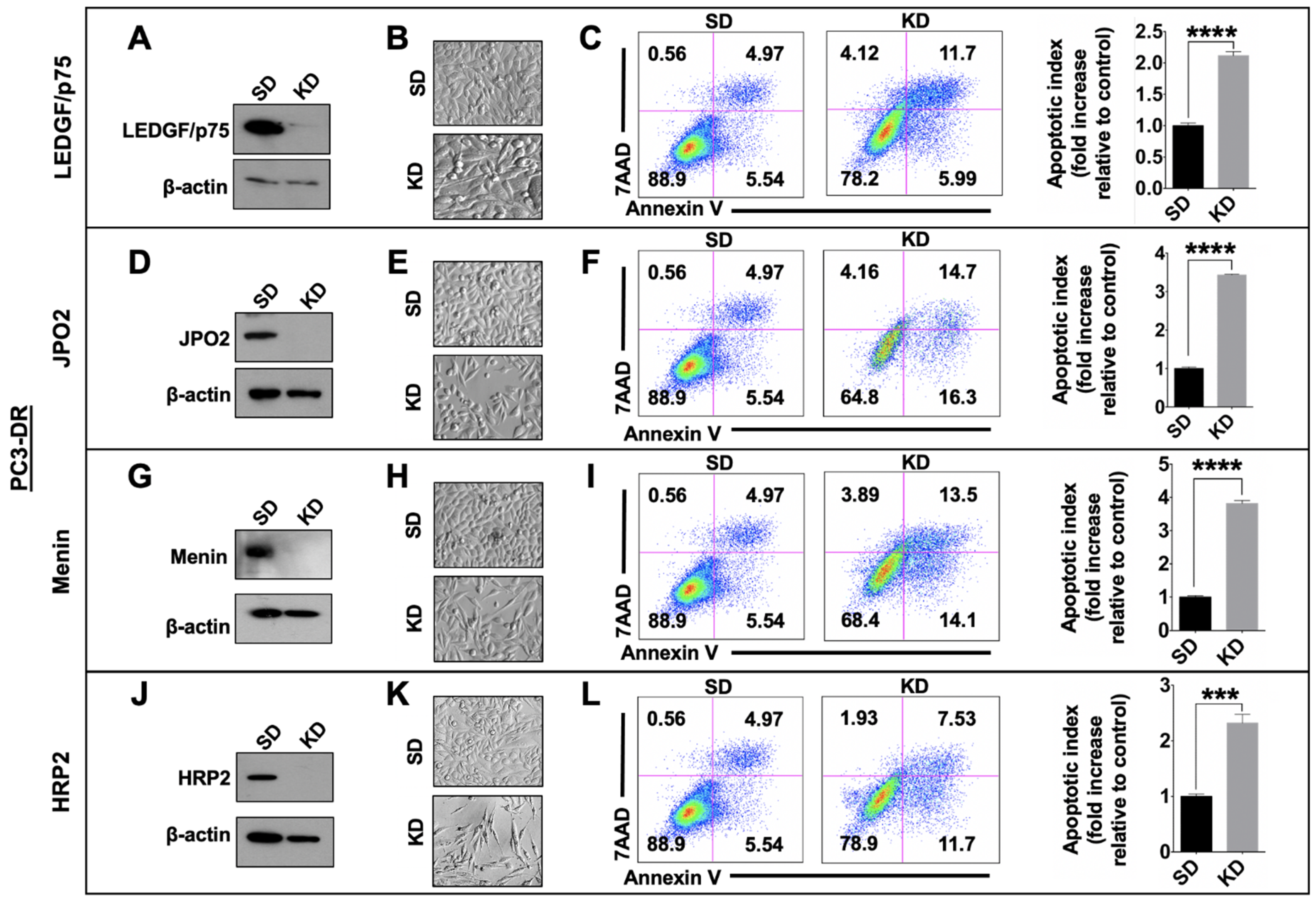Cells 10 02723 g007 Cells 10 02723 g007