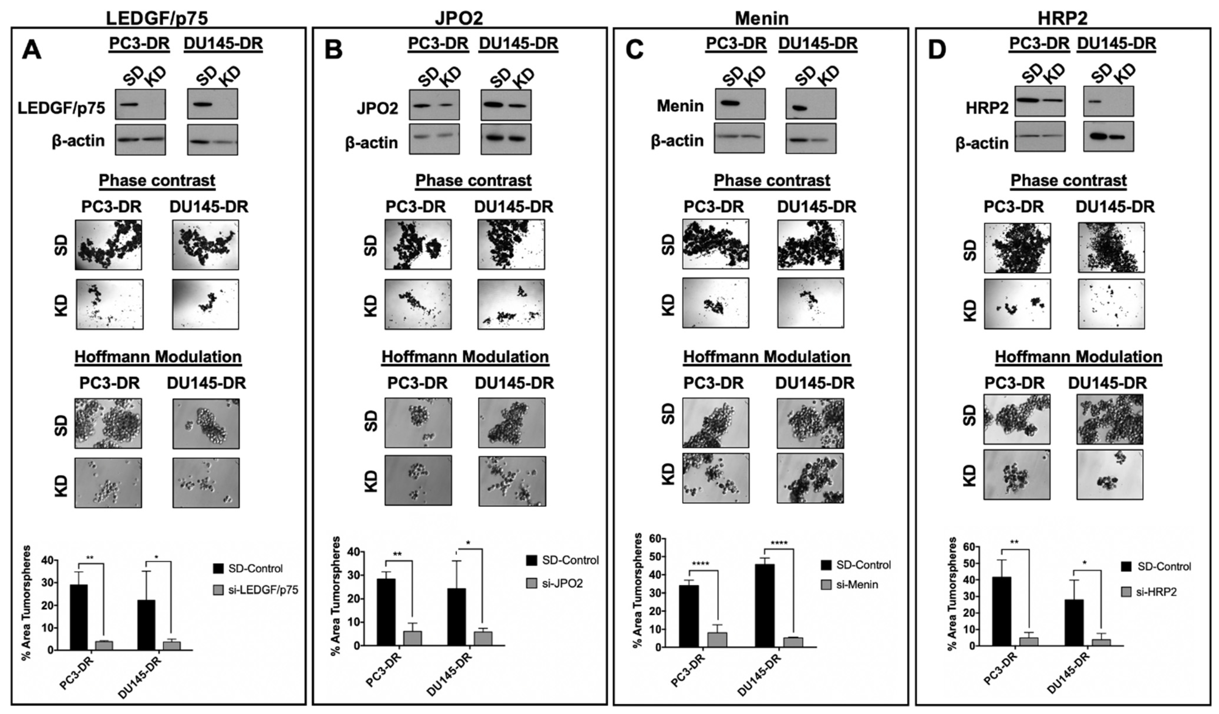 Cells 10 02723 g009 Cells 10 02723 g009