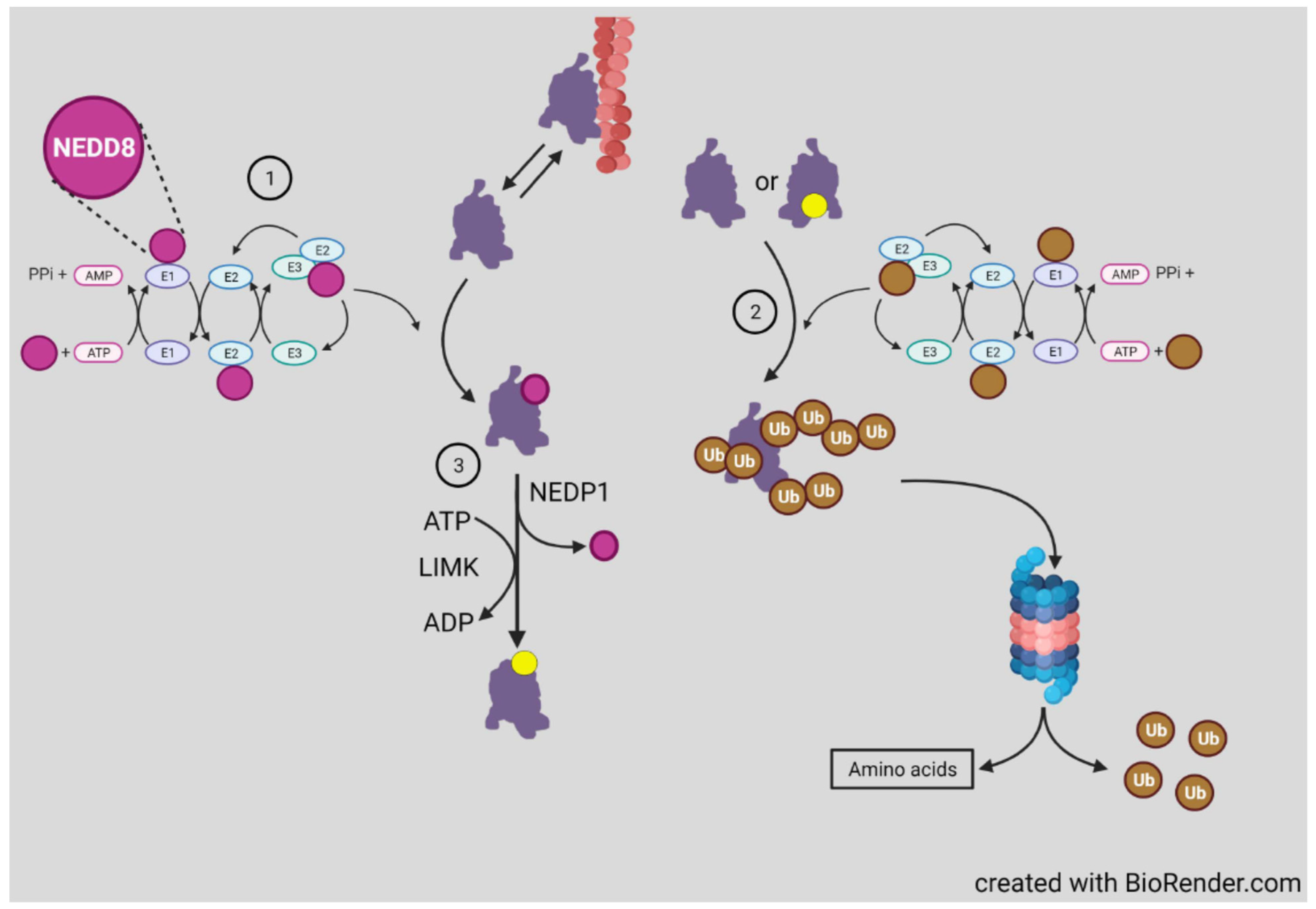 cells free full text cofilin and actin dynamics multiple modes of regulation and their impacts in neuronal development and degeneration html